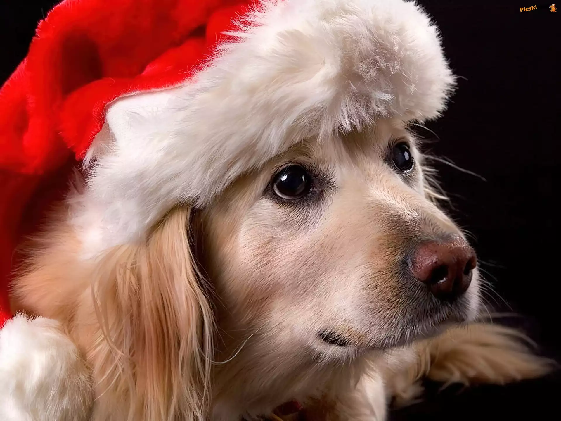 Czapka, Pies, Golden retriever, Mikołaja