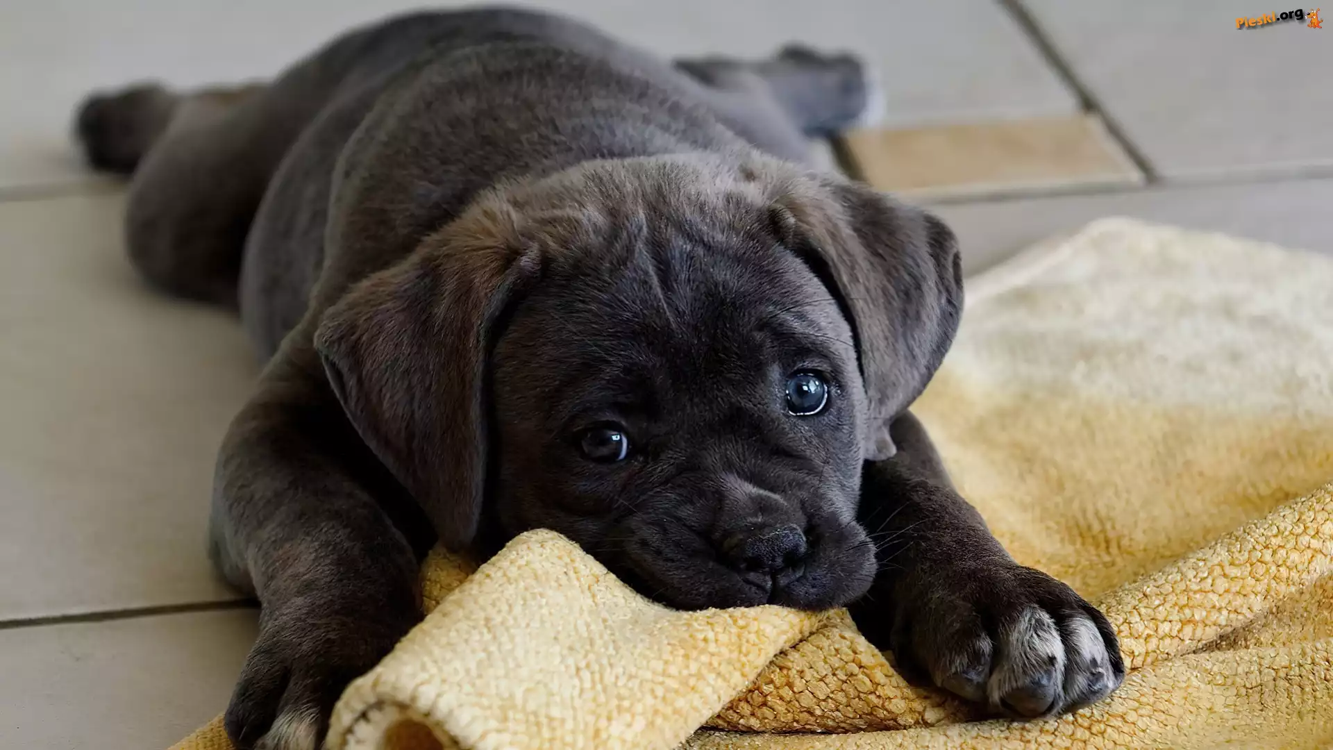 Cane corso, Kocyk, Piesek