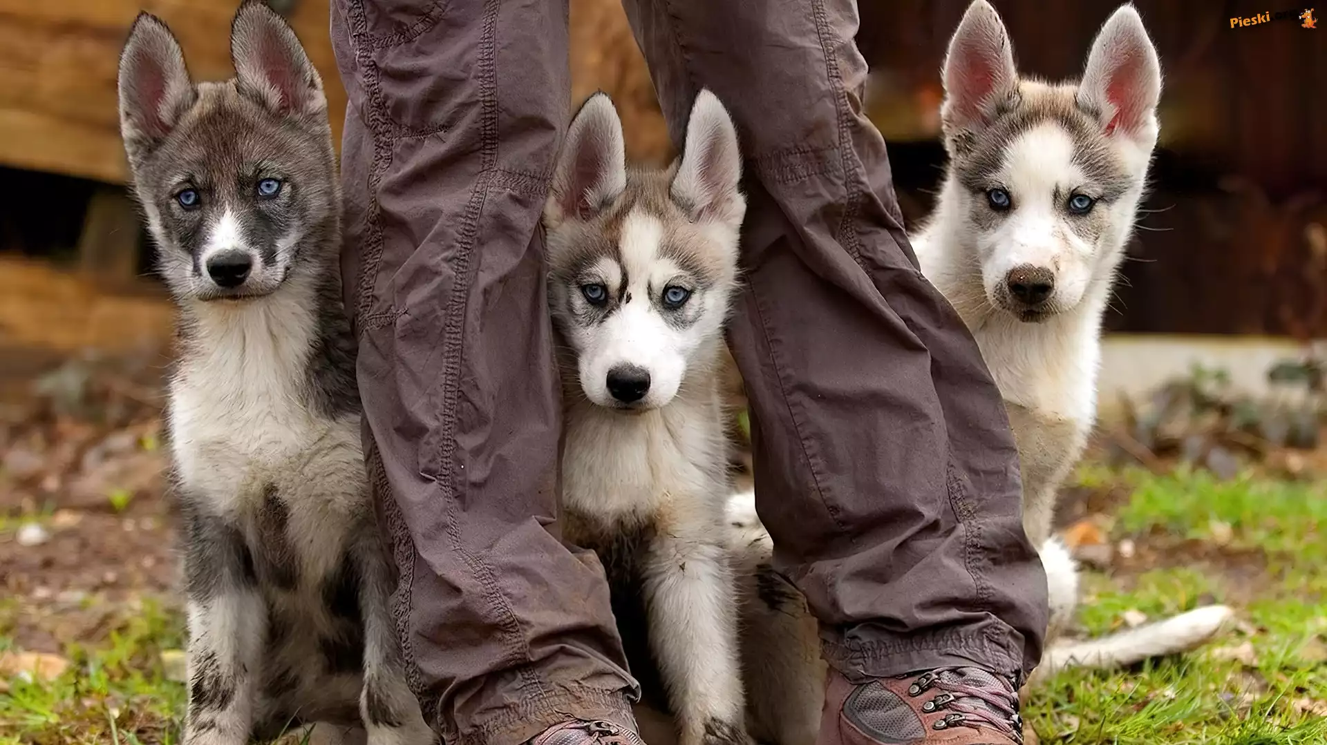 Nogi, Husky, Szczeniaki, Trzy