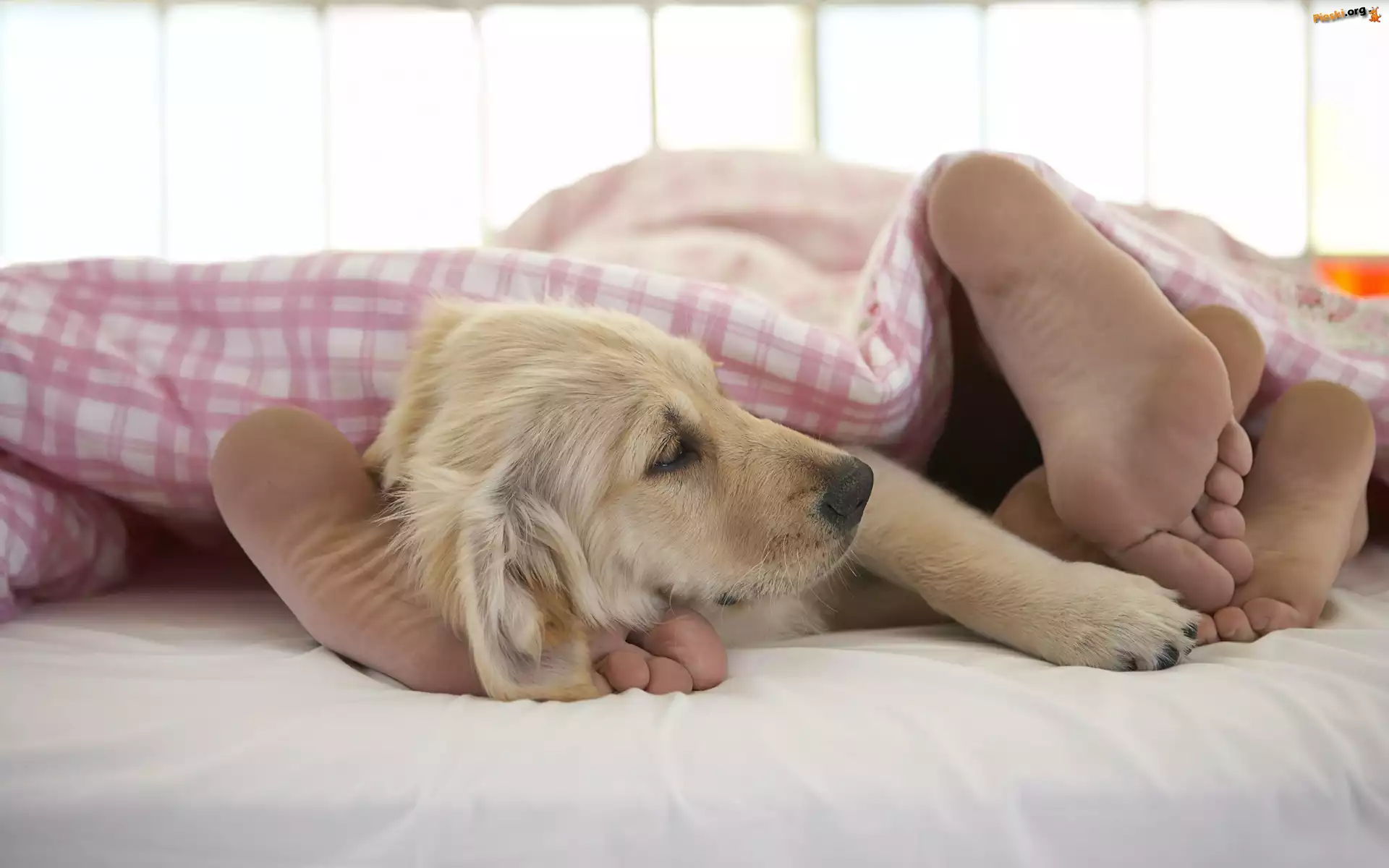 Stopy, Golden retriever, Pies, Szczeniak, Pościel