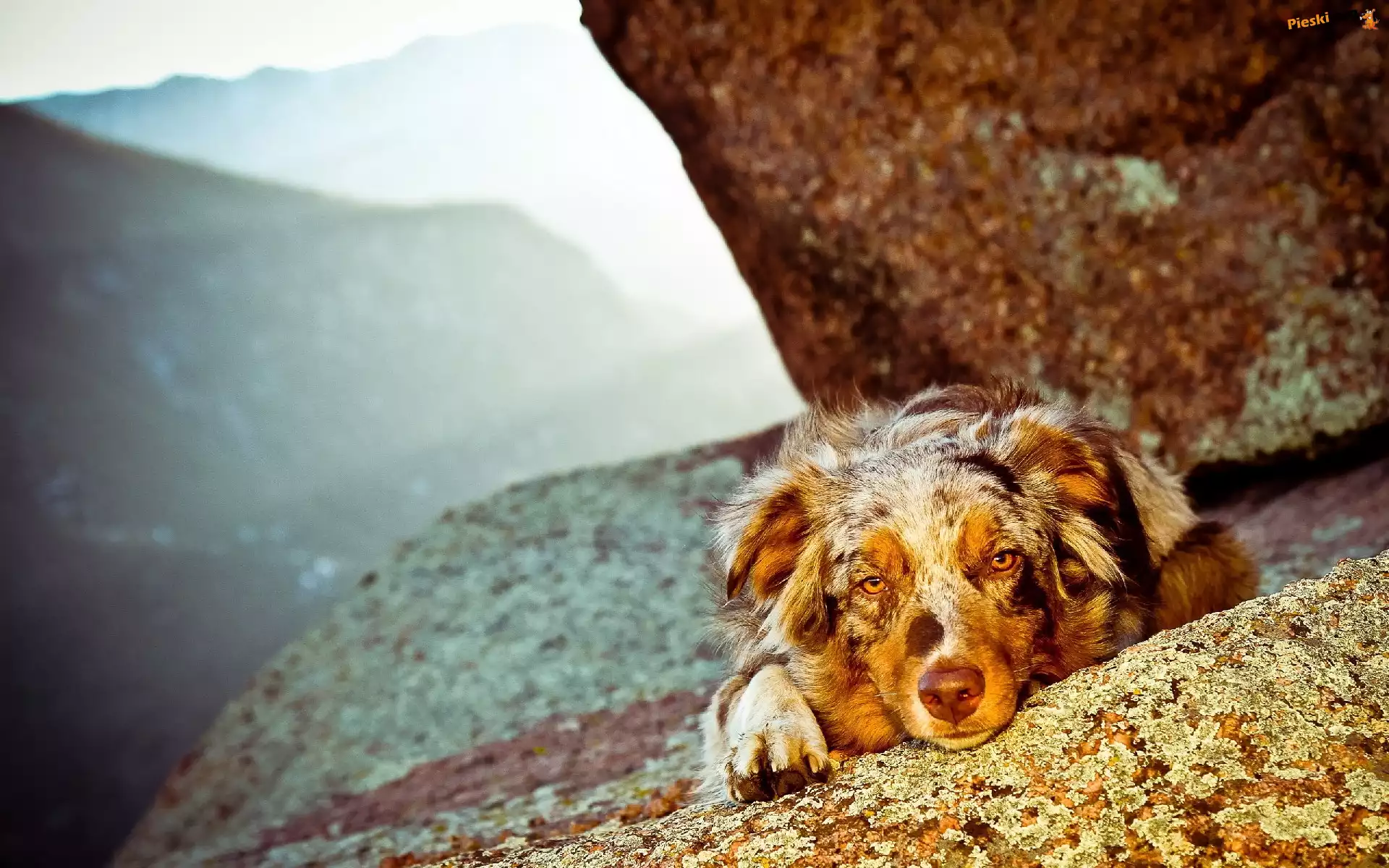Pies, Owczarek australijski, Australian shepherd