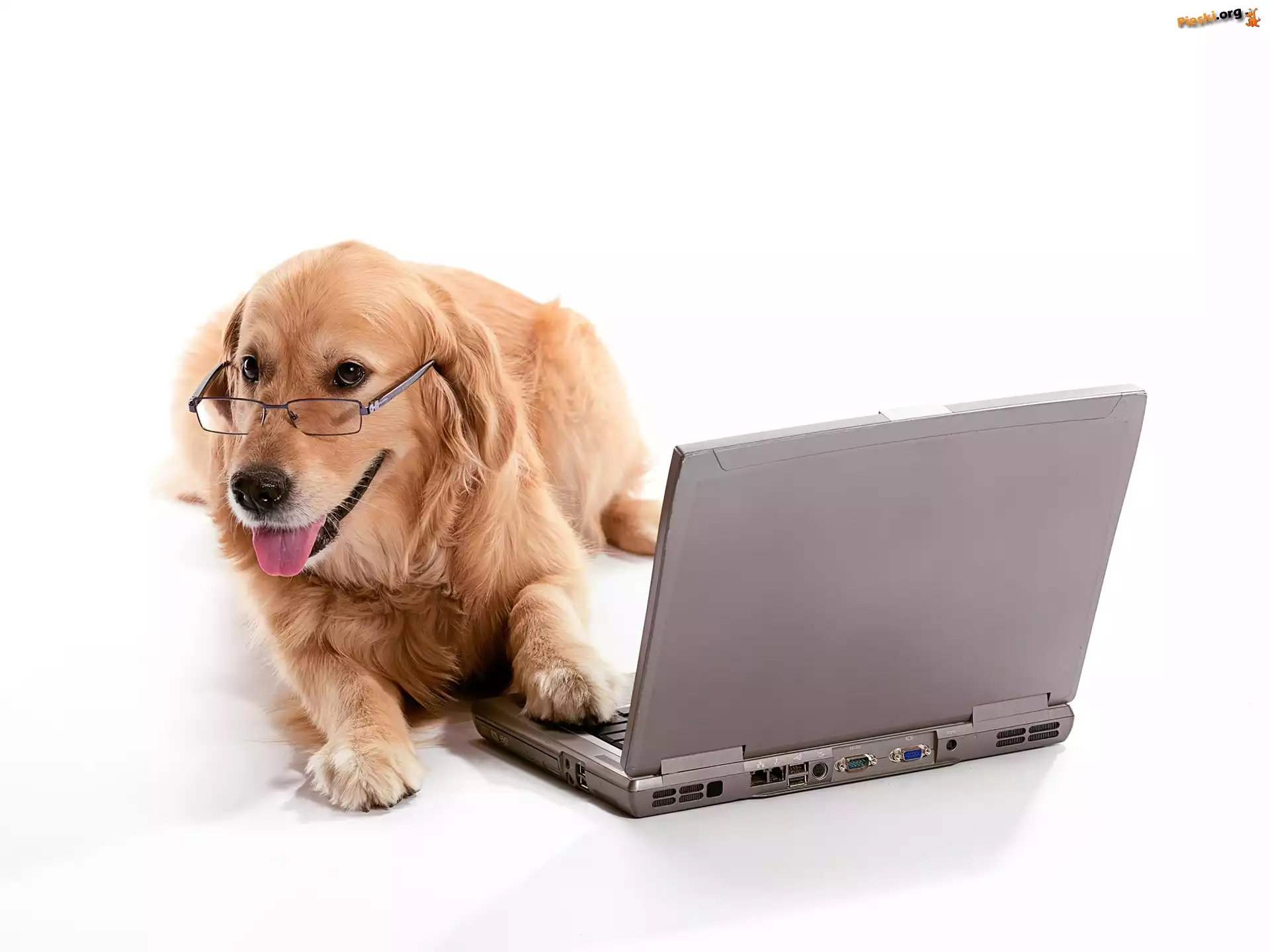 Laptop, Golden retriever, Pies