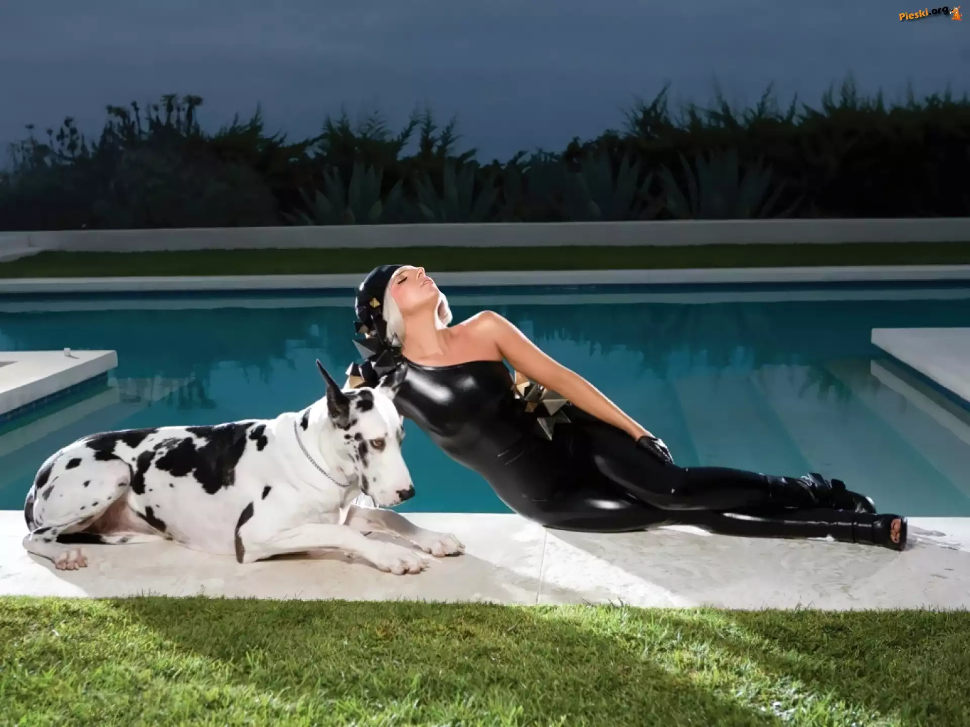 Pies, Basen, Lady, Dog, Gaga