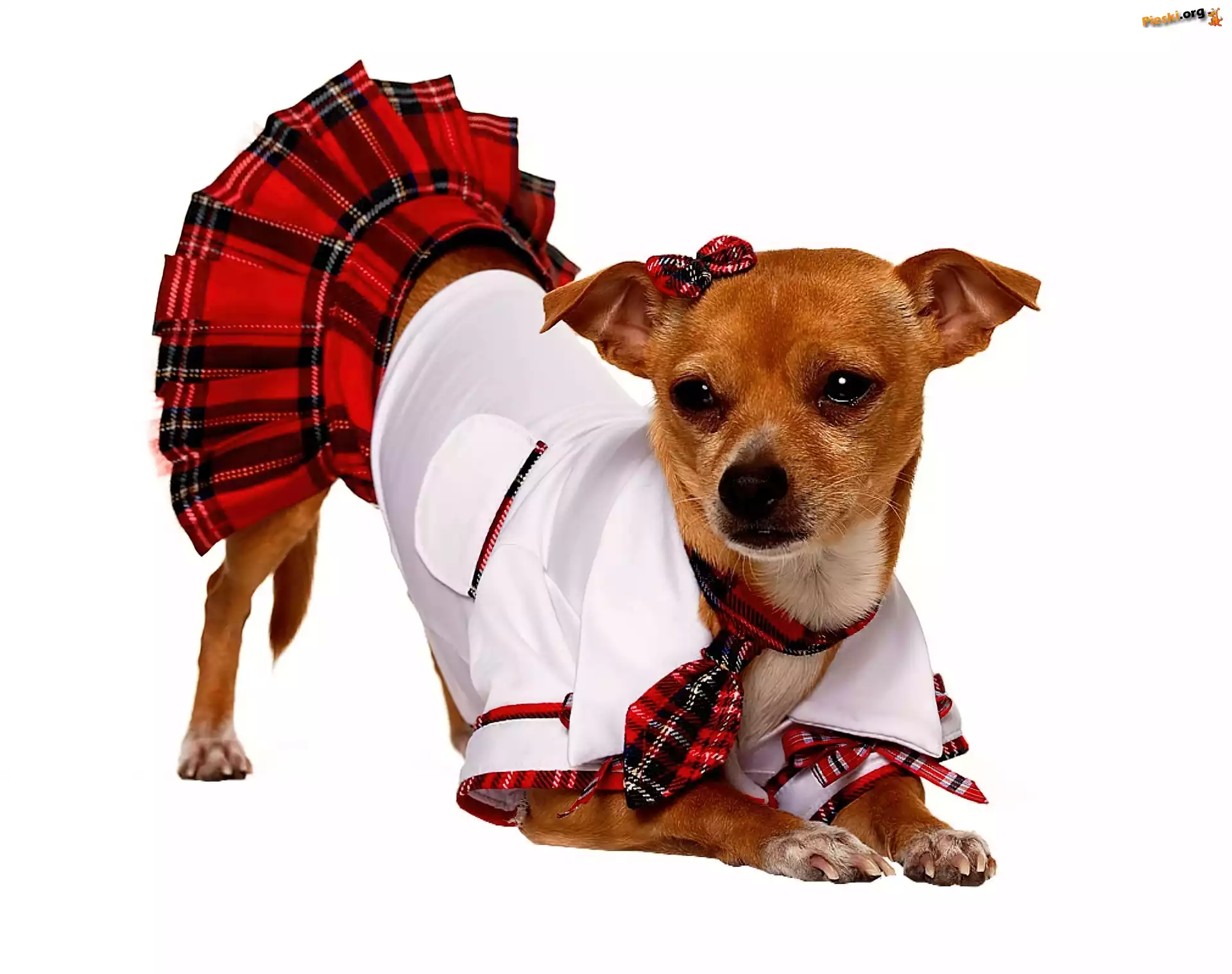 Ubranko, Chihuahua, Piesek