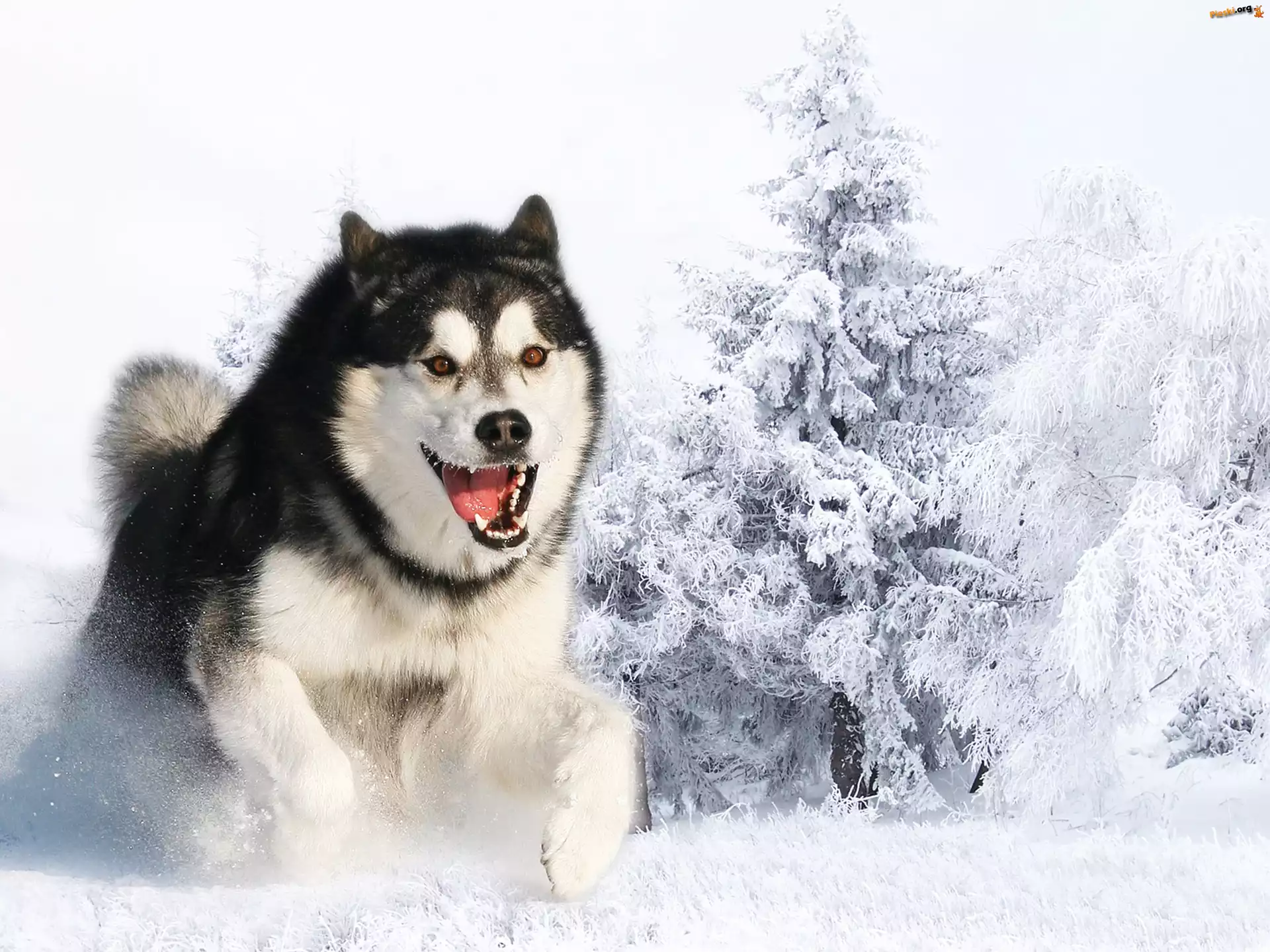 Zima, Siberian, Husky, Śnieg