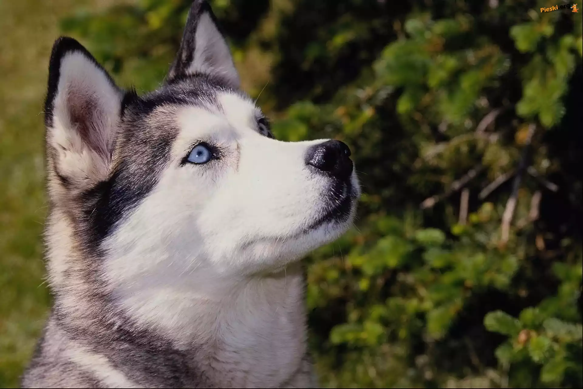 Oczy, Niebieskie, Siberian, Husky