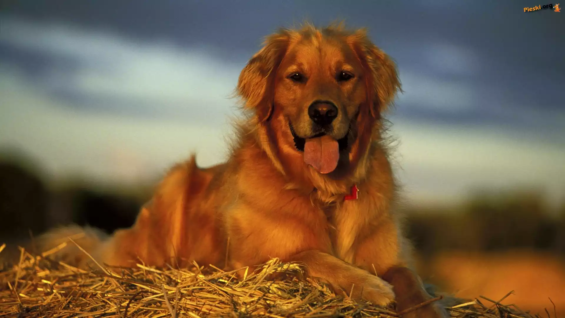 Język, Pies, Golden retriever, Słoma