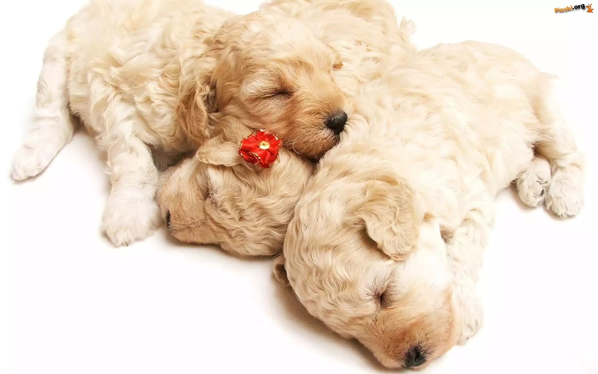 Golden Retriever, Szczeniaczki, Trzy
