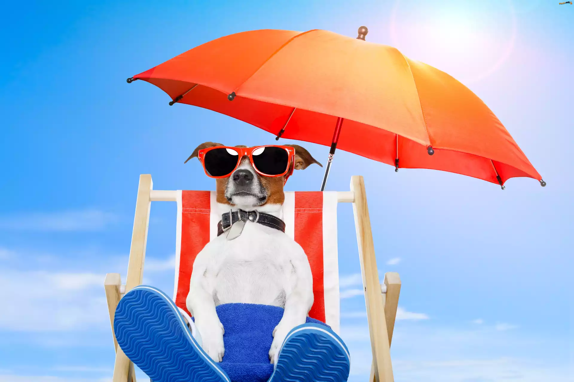 Pies, Parasol, Leżak, Jack russell terrier, Plaża, Wakacje