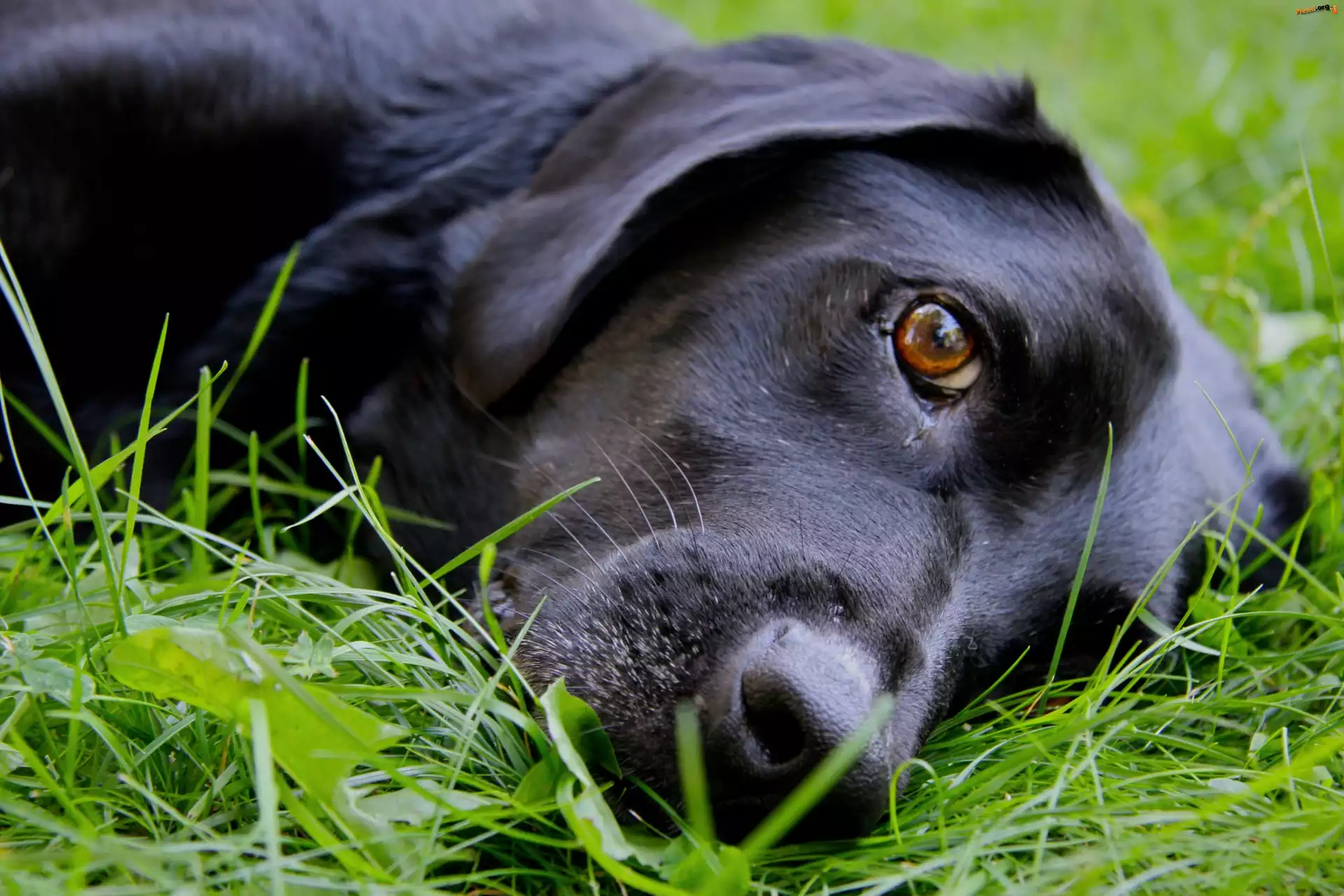Trawa, Czarny, Pies, Labrador Retriever