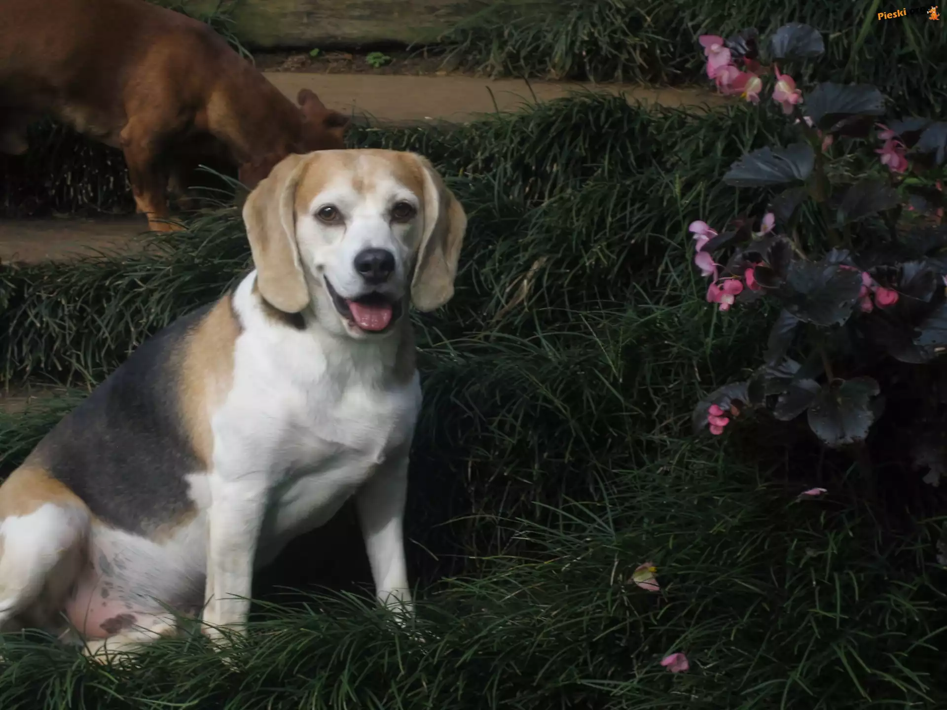Kwiatki, Trawa, Piesek, Beagle
