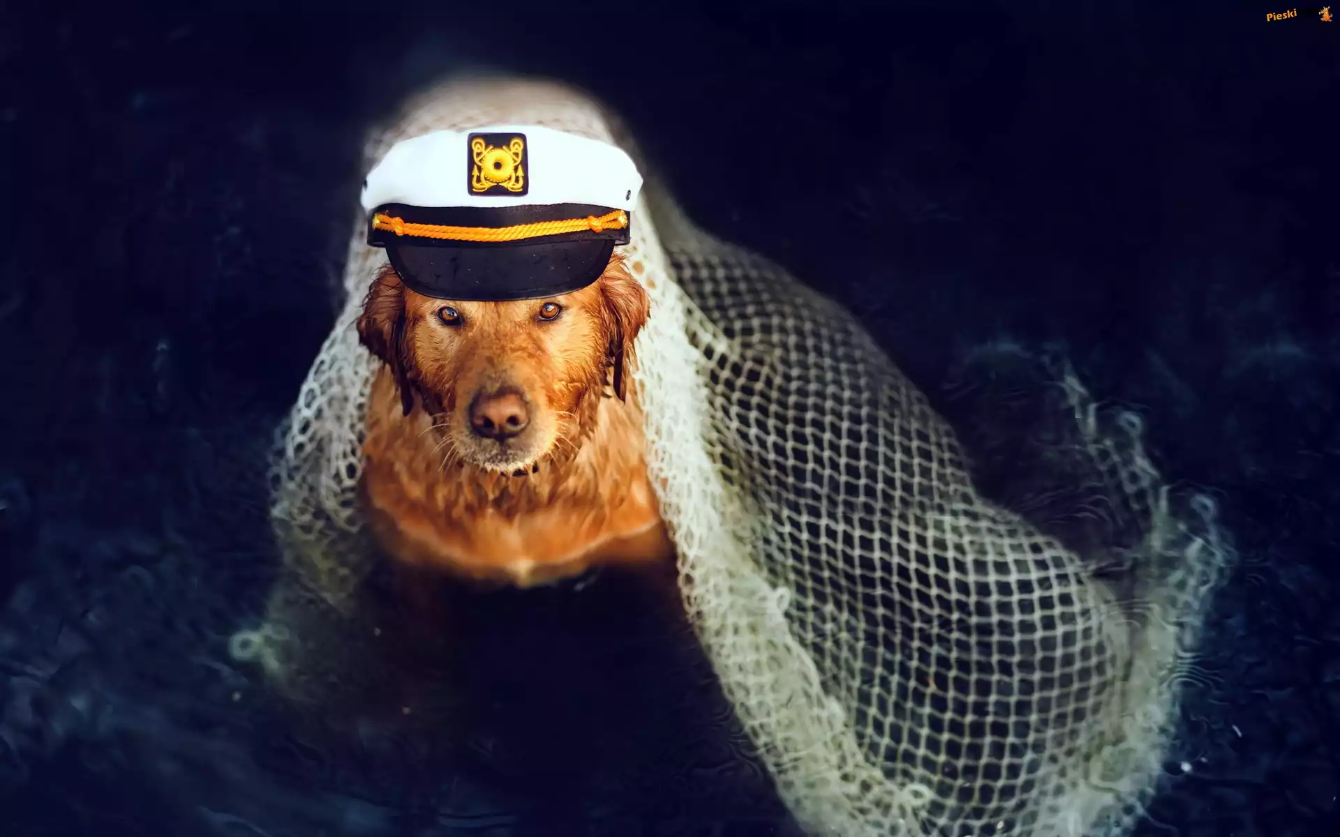 Czapka, Pies, Golden retriever, Kapitan