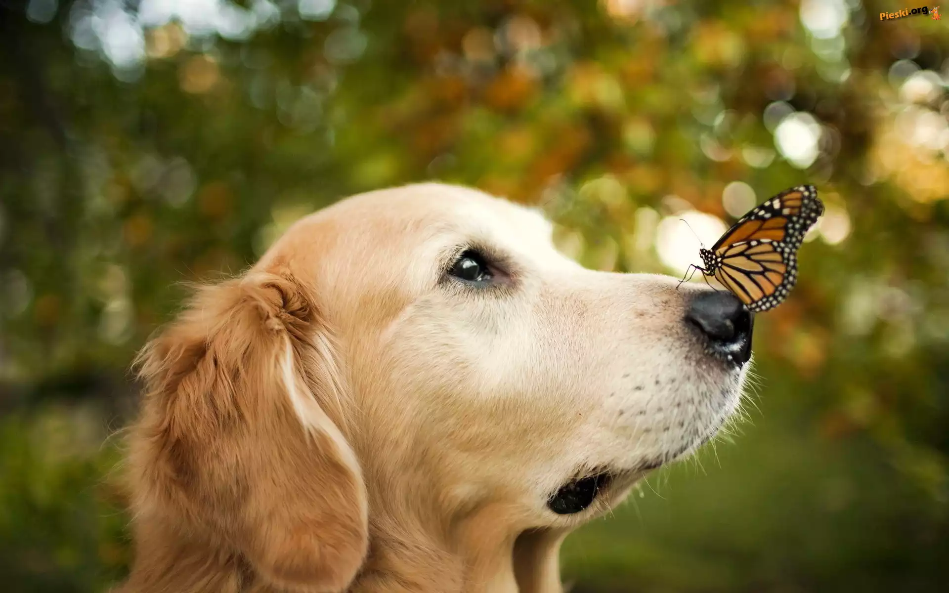 Golden retriever, Pies, Motyl