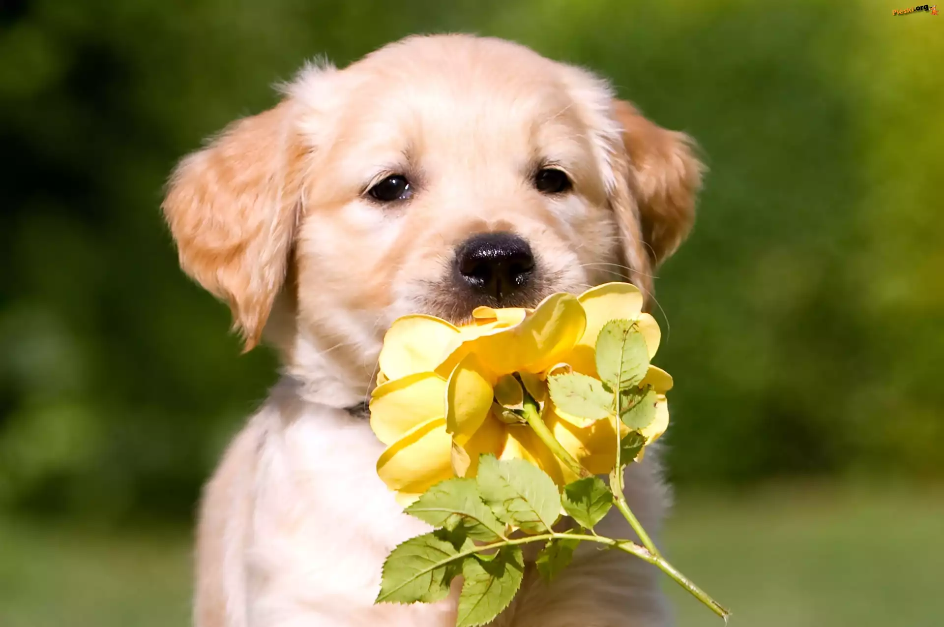 Żółta, Szczeniak, Pies, Golden retriever, Róża