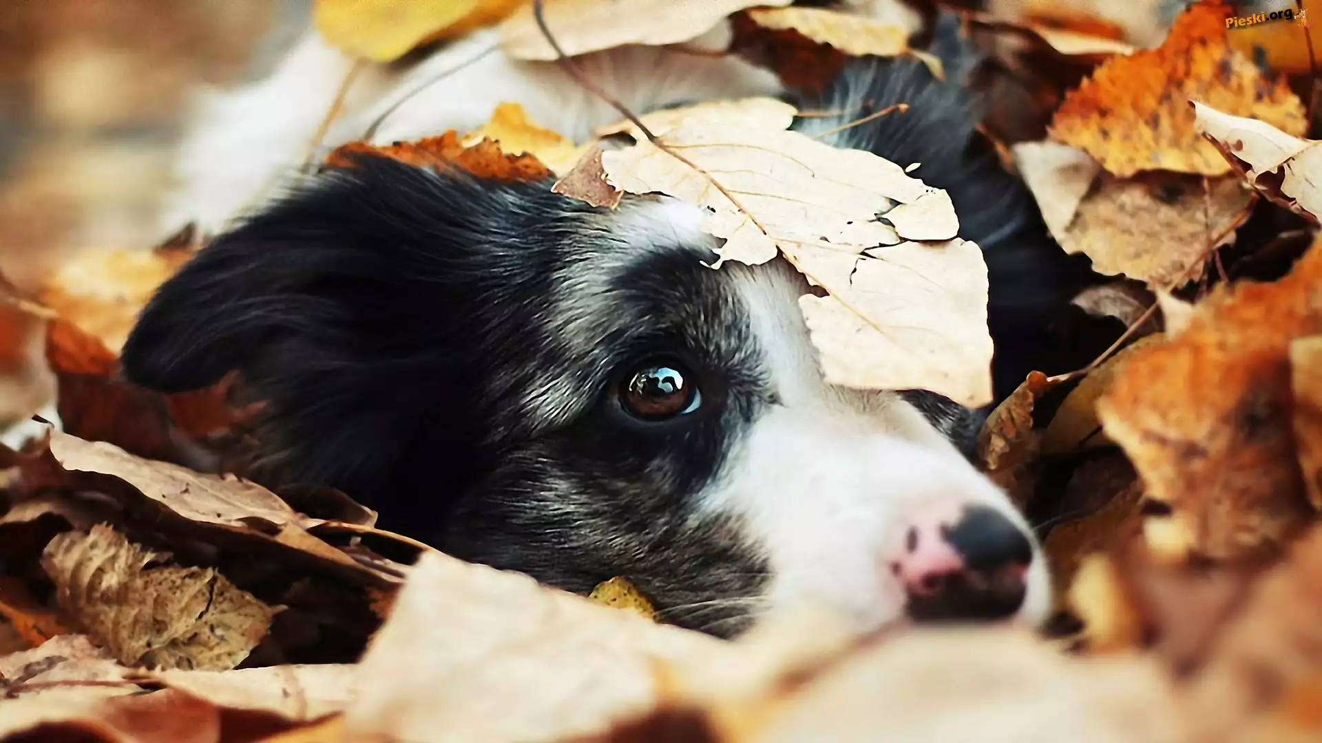 Liście, Piesek, Spojrzenie, Border collie