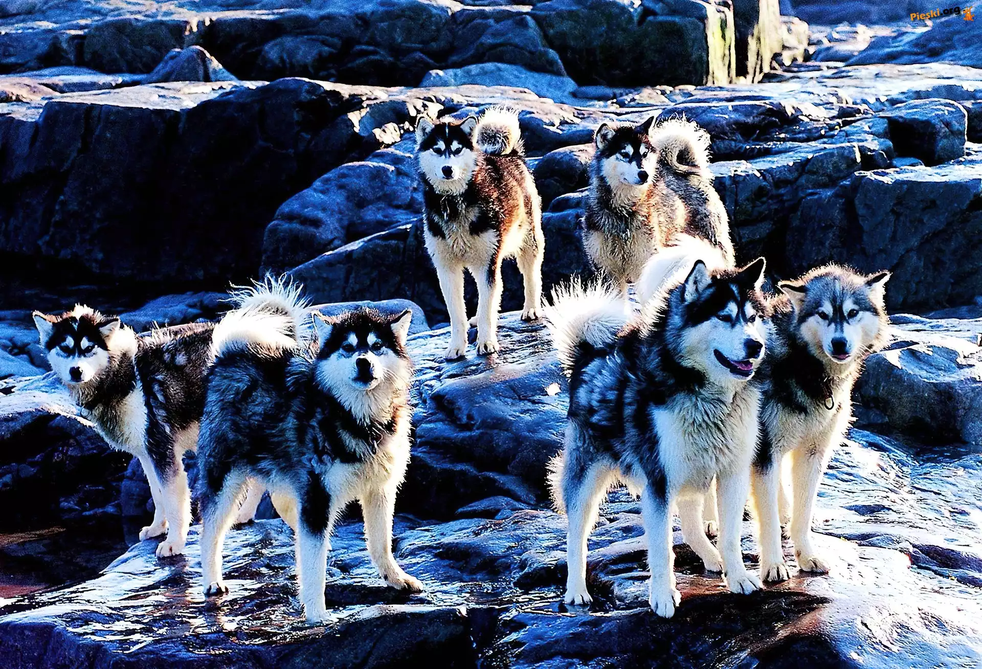 Pieski, Siberian Husky, Skały