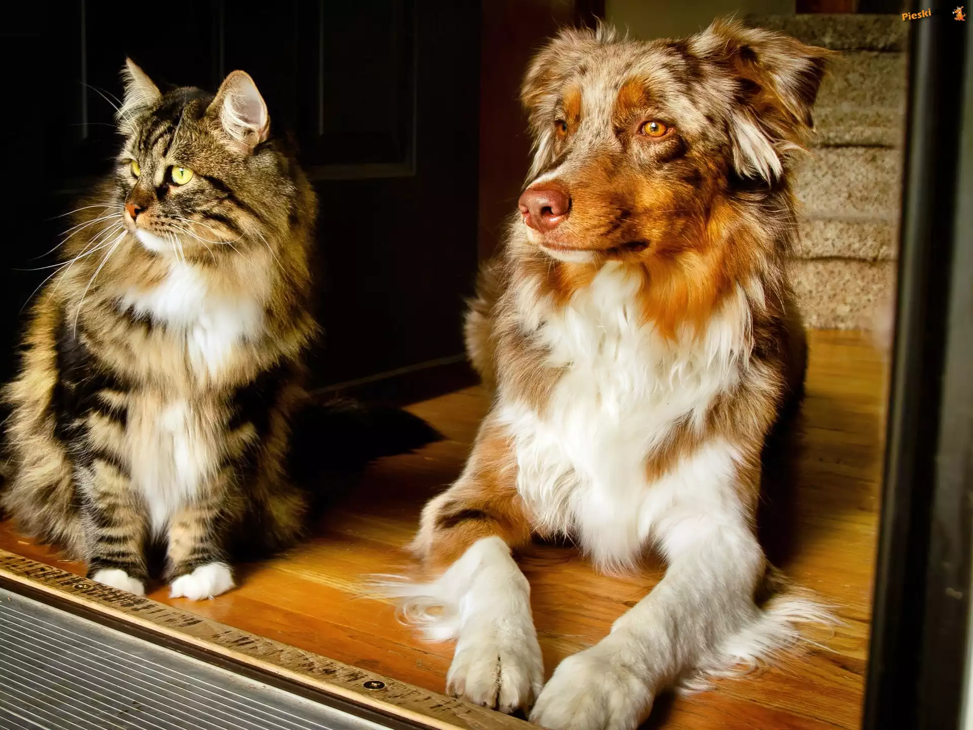 Australian shepherd, Owczarek australijski, Kot, Pies
