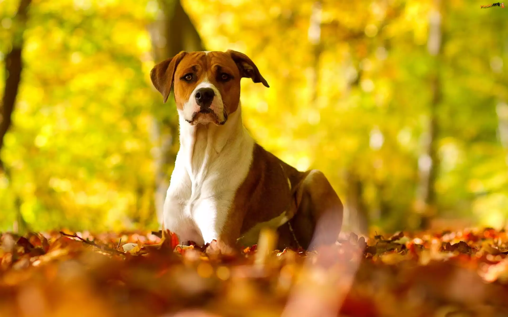Pit Bull Terrier, Jesienne, Liście