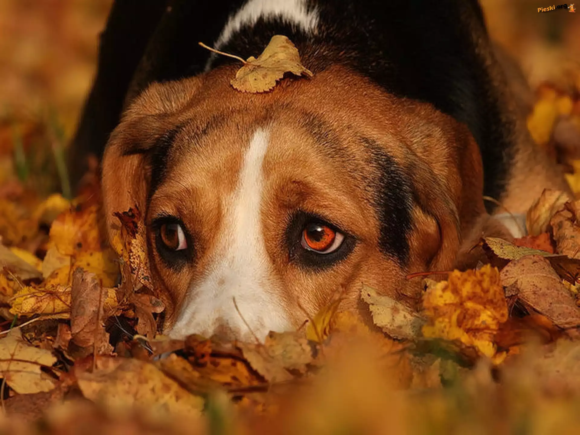 Liście, Pies, Jesienne, Beagle