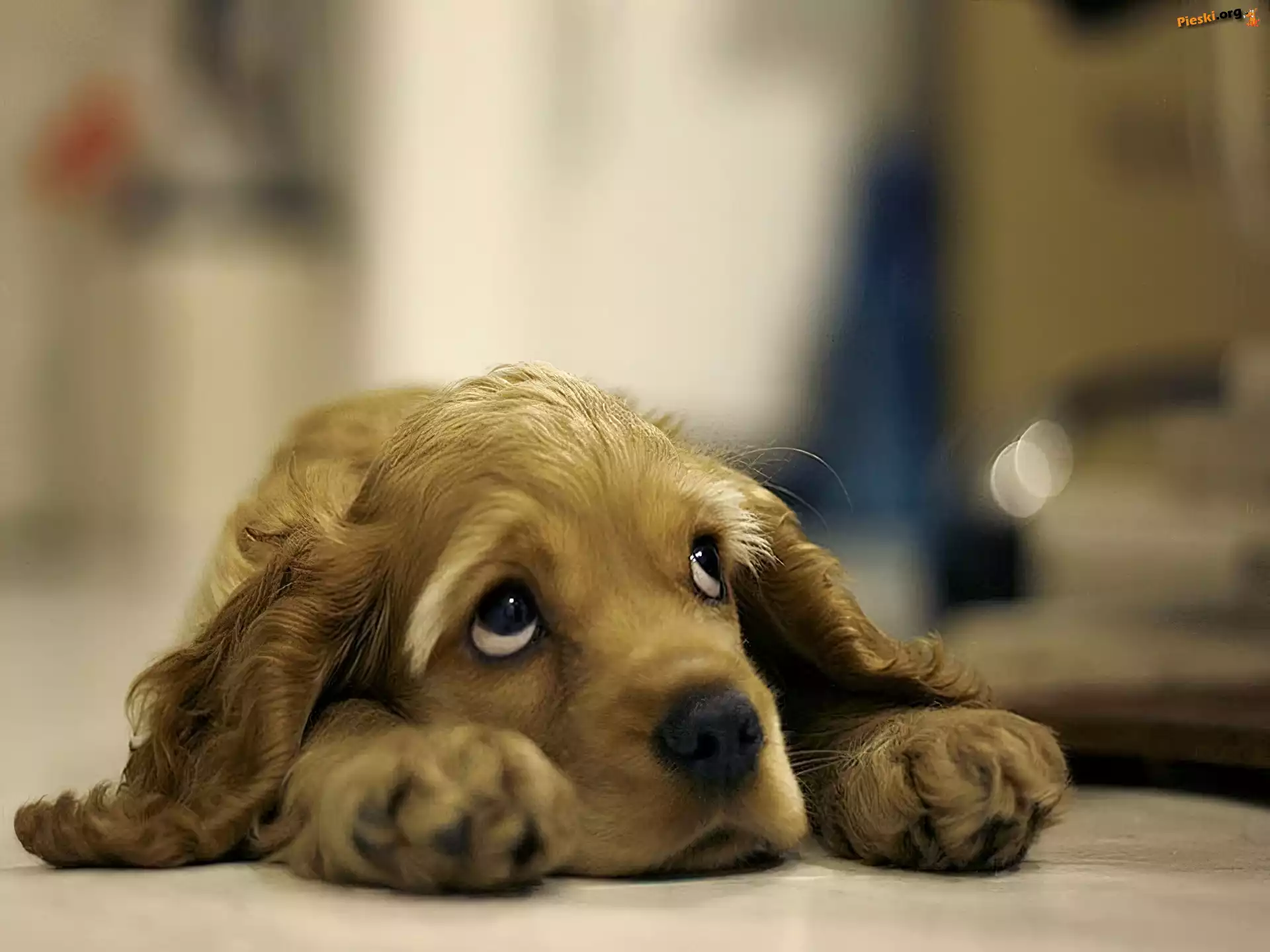 Łapki, Pies, Cocker Spaniel, Spojrzenie