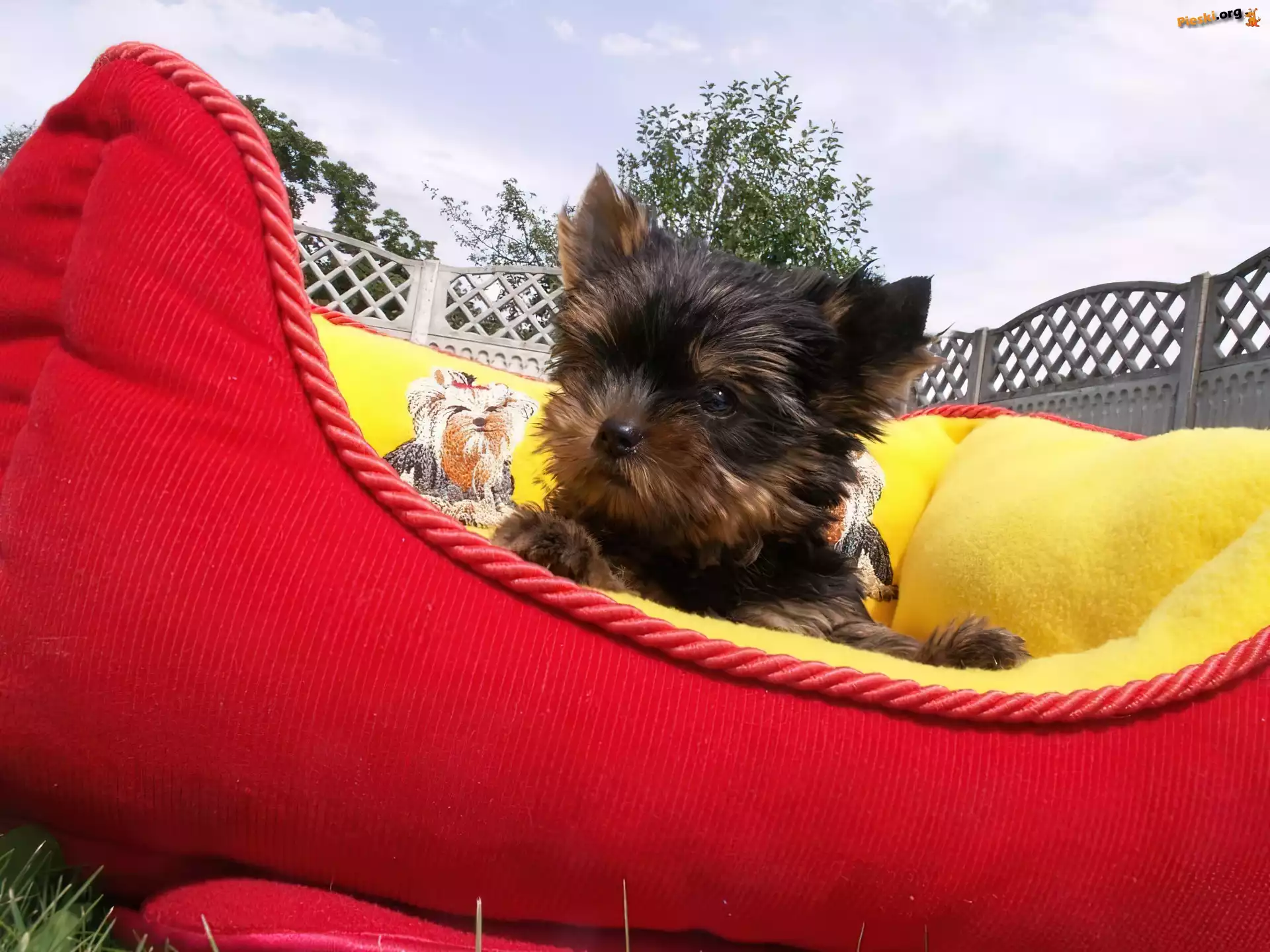 Legowisko, Yorkshire Terrier, Szczeniaczek