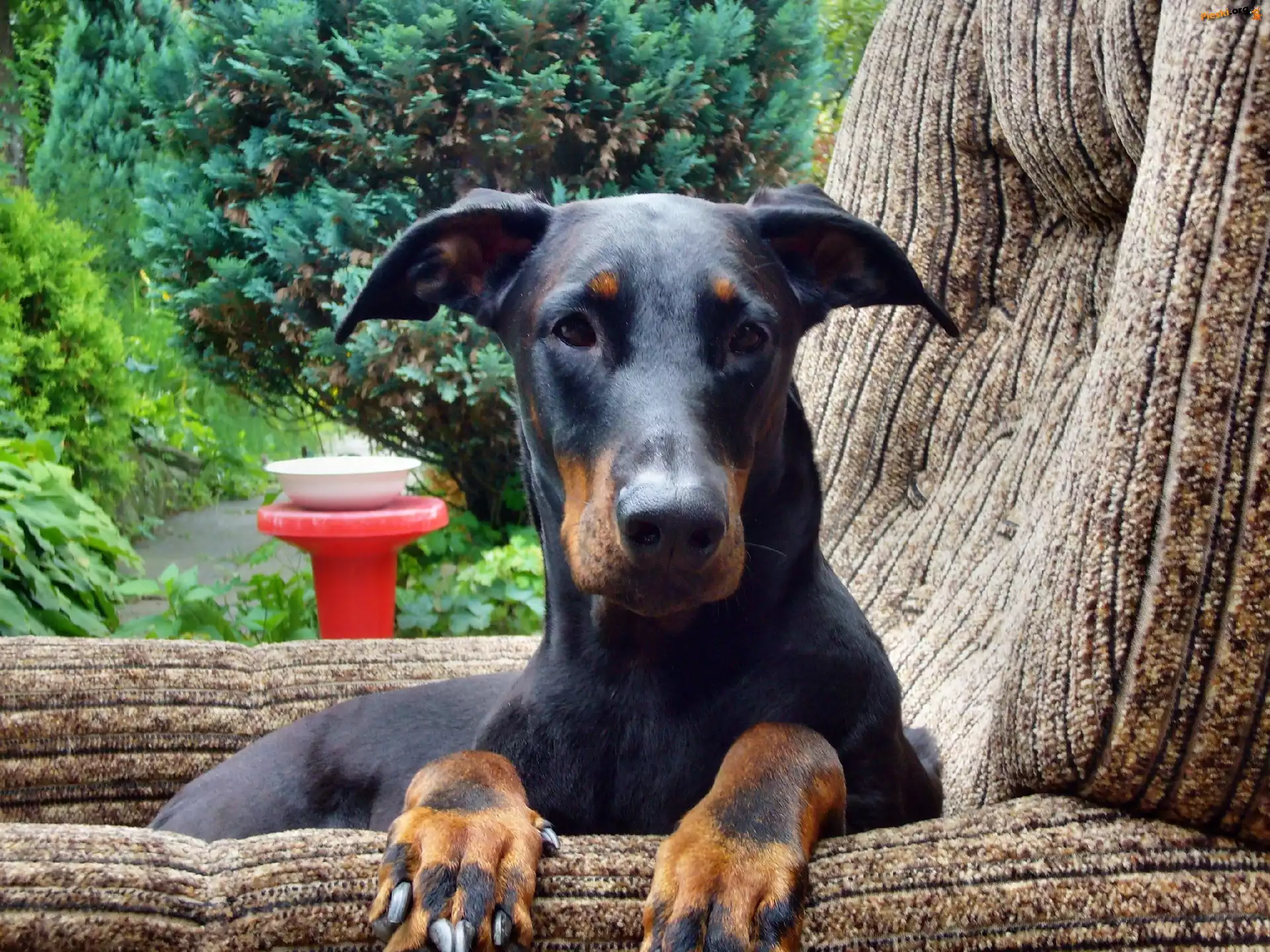 Fotelu, Doberman, W, Pysk