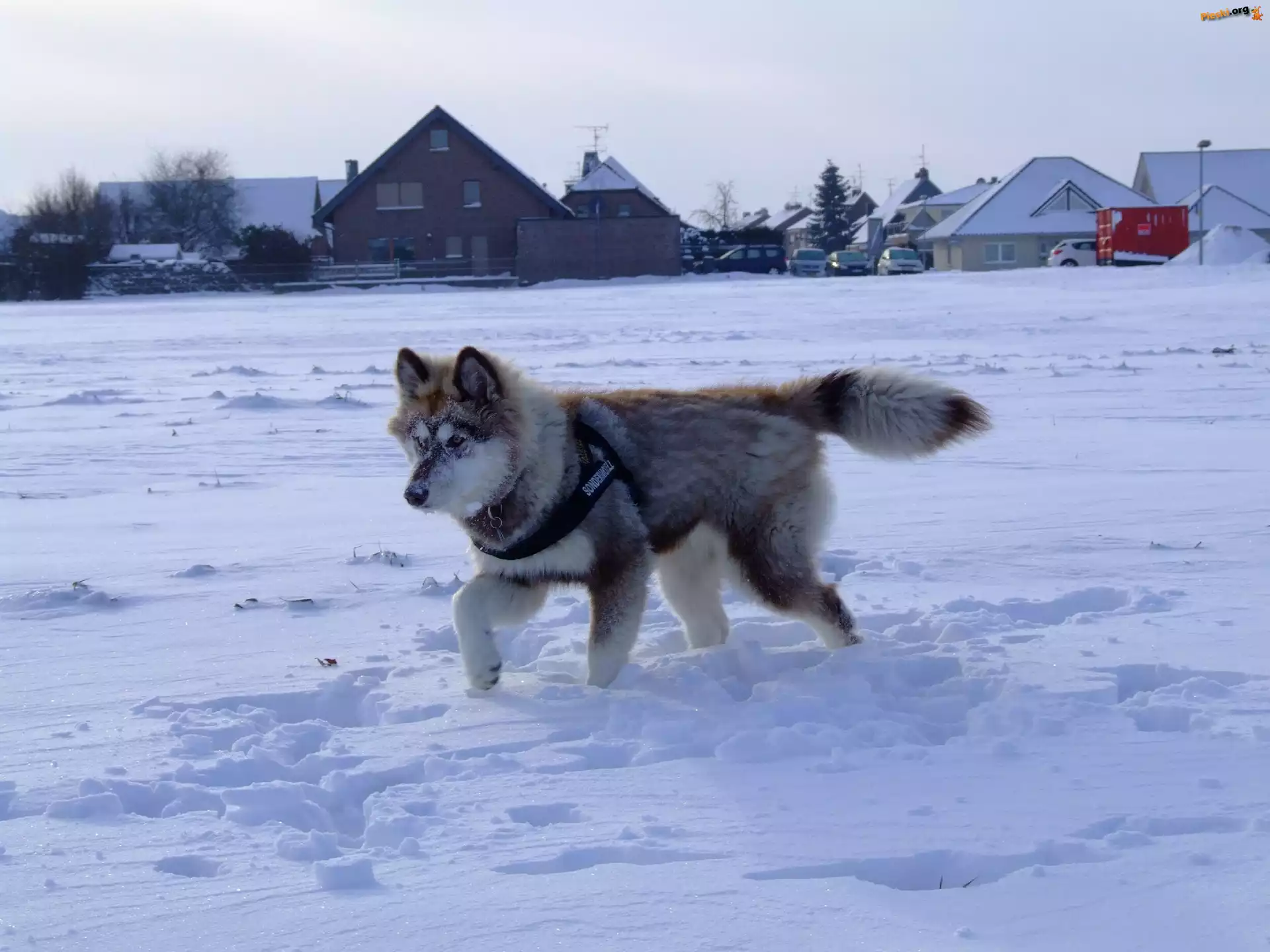Husky, Śnieg