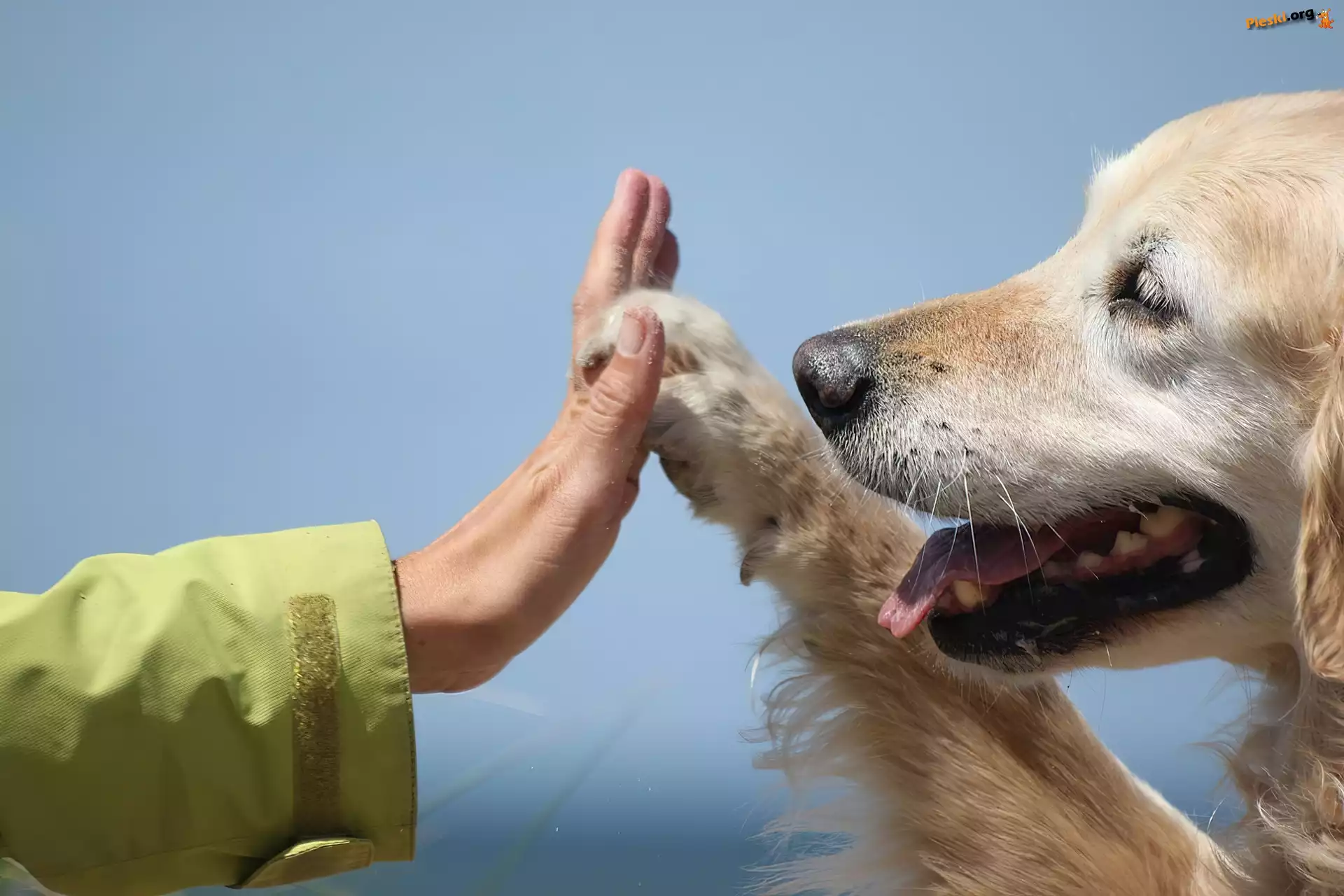 Łapa, Piesek, Golden Retriever, Ręka