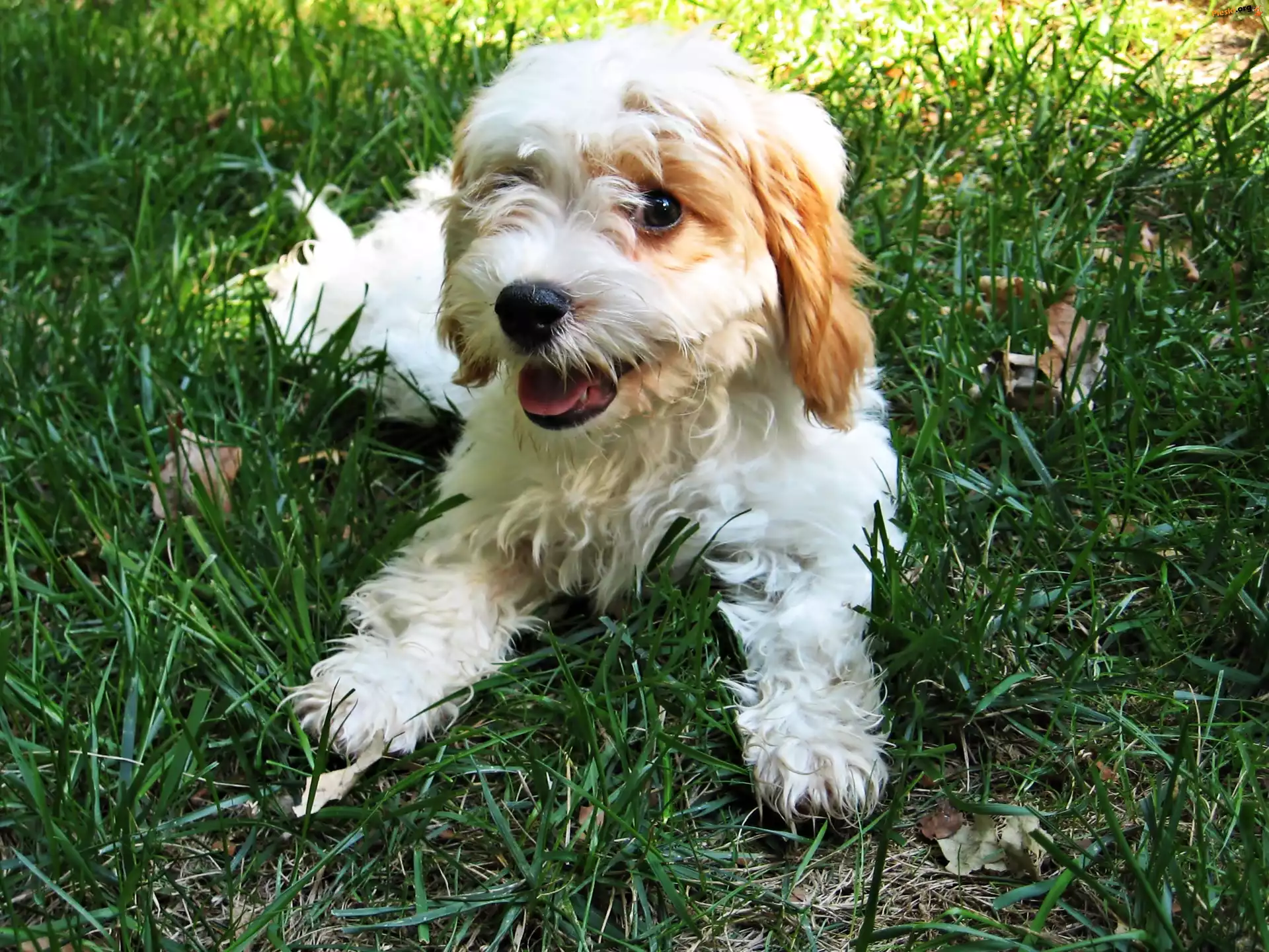 Cavapoo, Biały, Szczeniak, Trawa