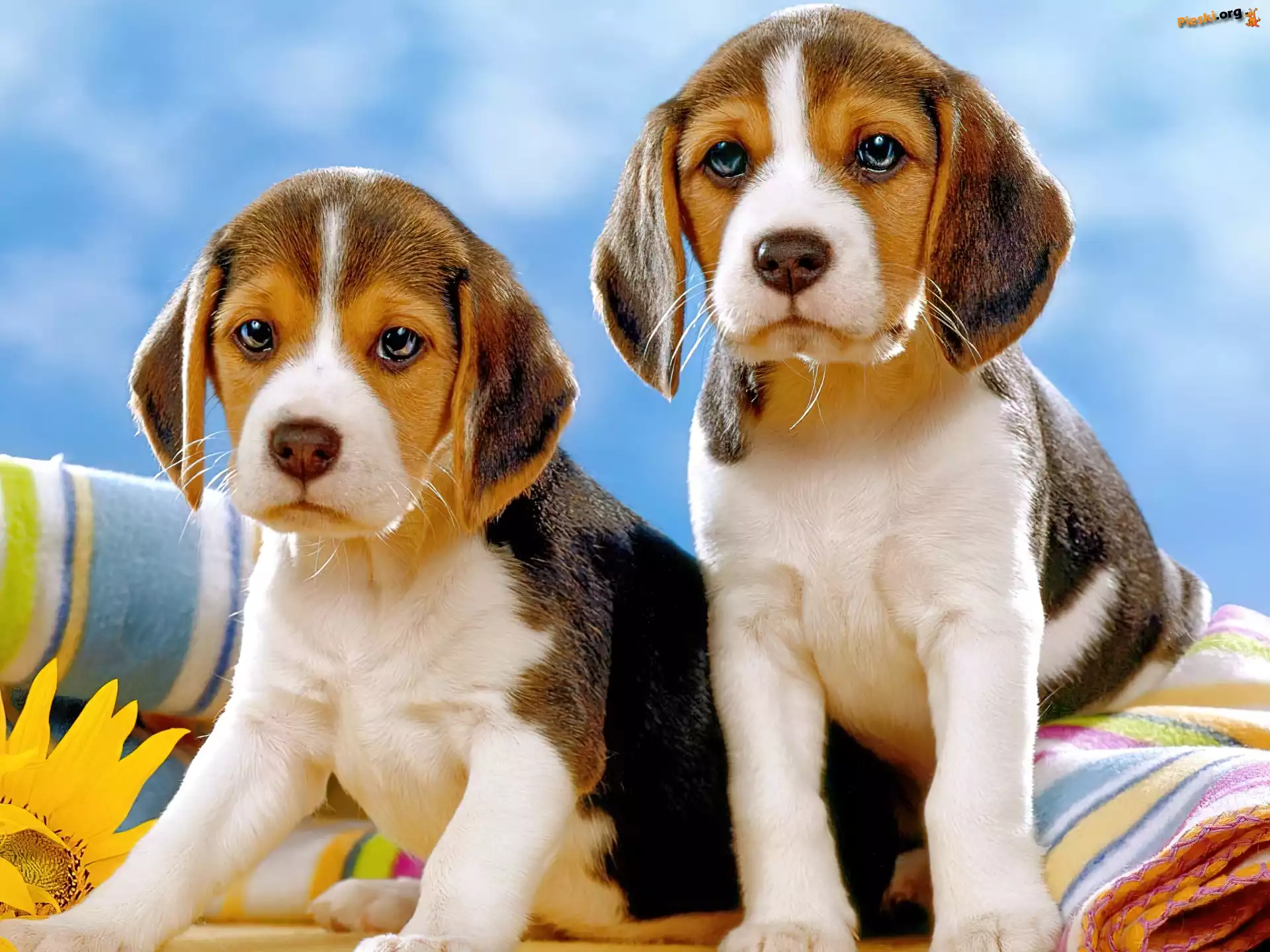 Beagle, Szczeniaczki, Dwa