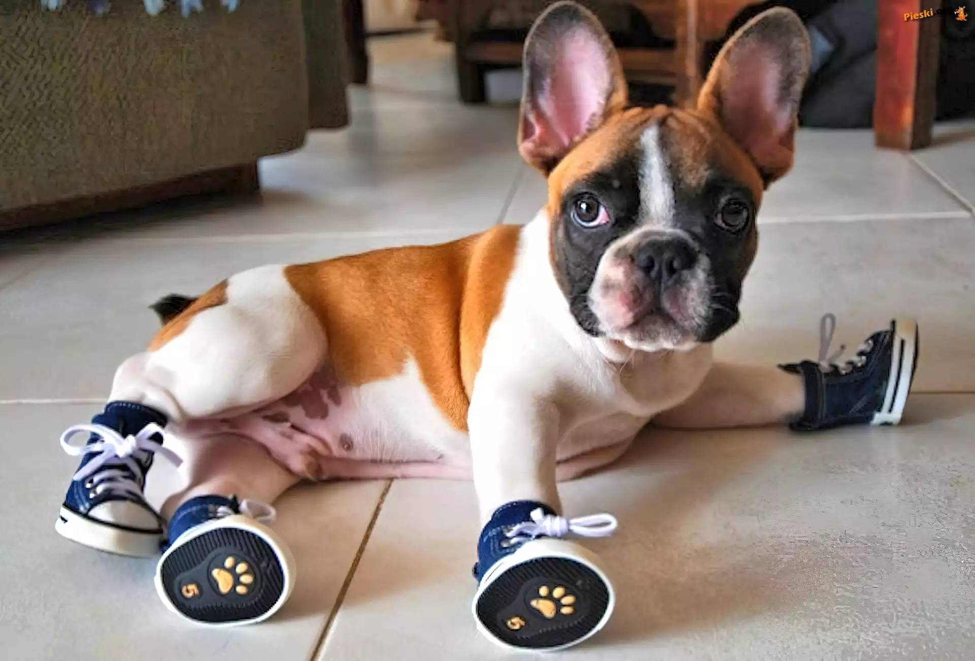 Buldog francuski, Trampki, Pies