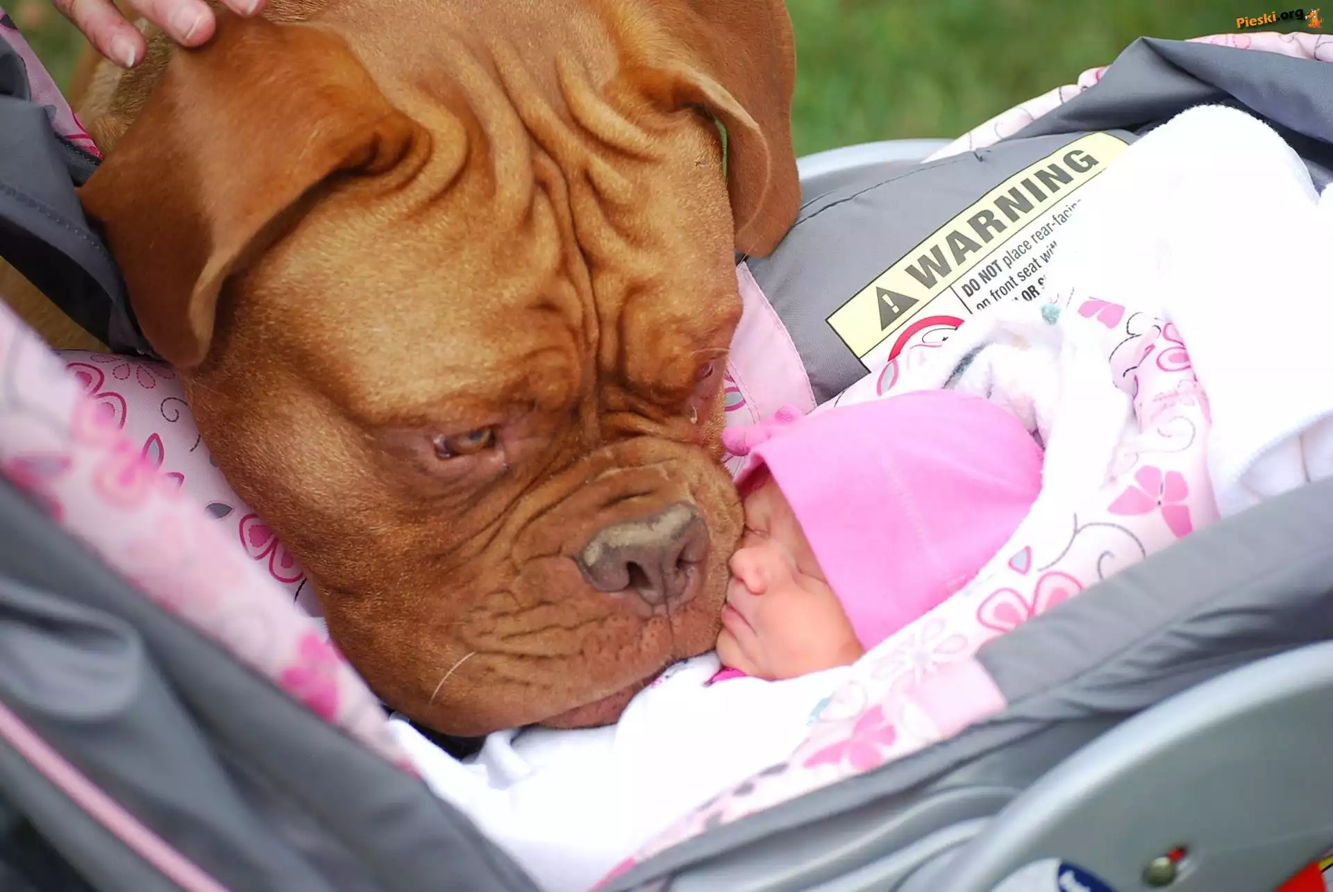 Pies, Niemowlak, Wózek, Dog de Bordeaux
