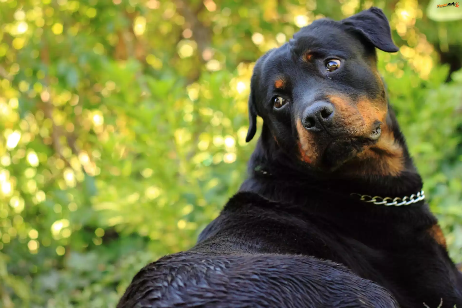 Rottweiler, Łańcuszek, Zieleń