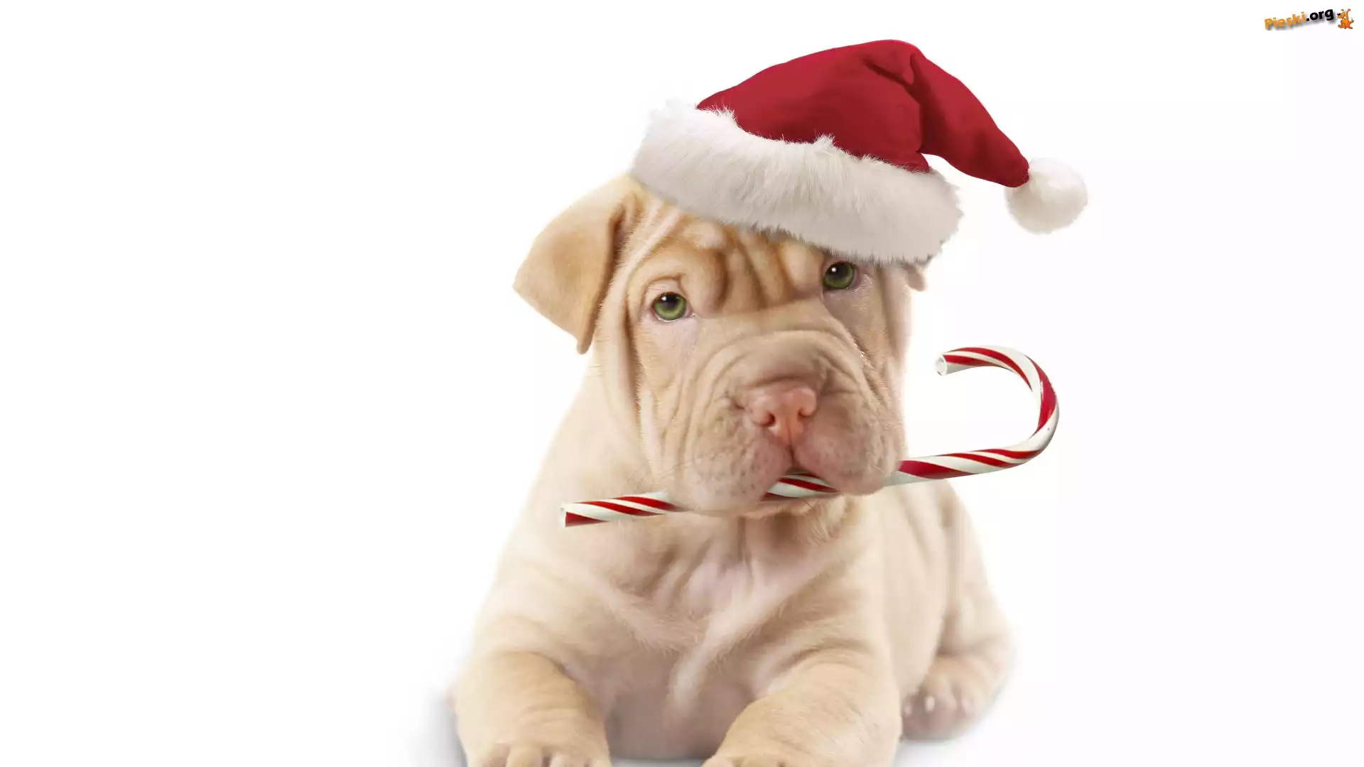 Czapka, Pies, Shar Pei, Mikołaja