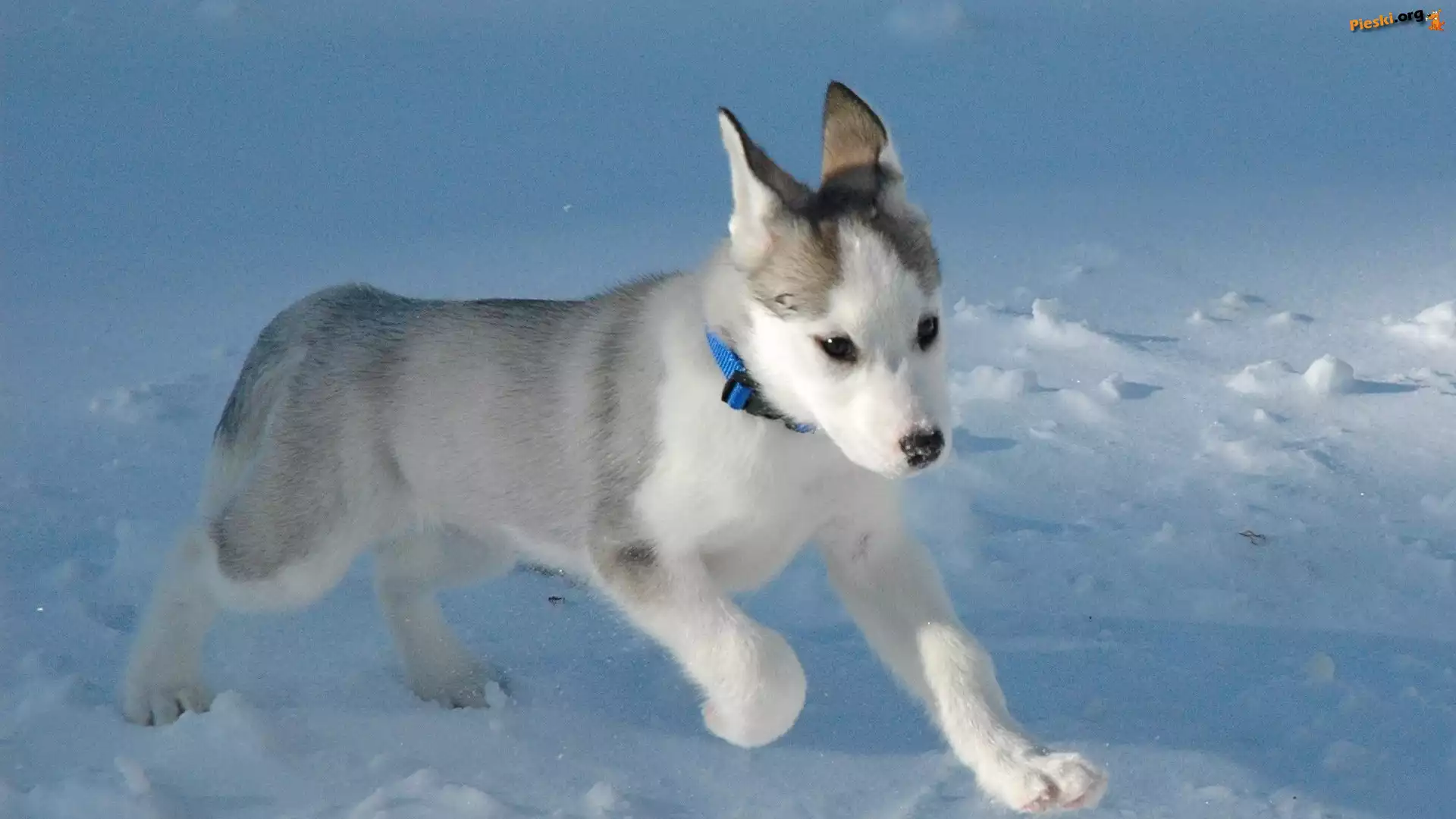 Śnieg, Piesek, Szczeniak, Siberian Husky