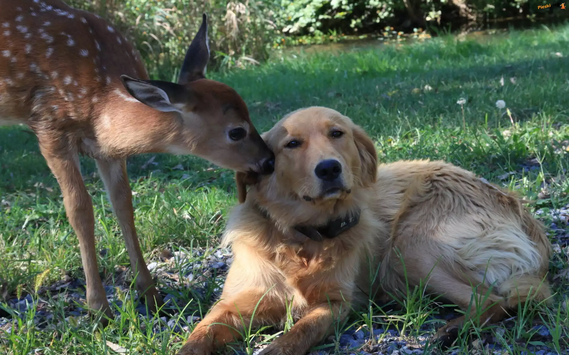 Trawa, Pies, Sarna, Golden retriever