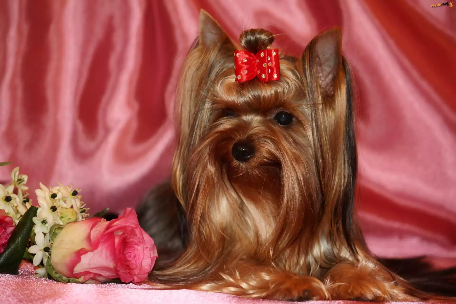 Yorlshire Terrier, Kokardka, Kwiatki