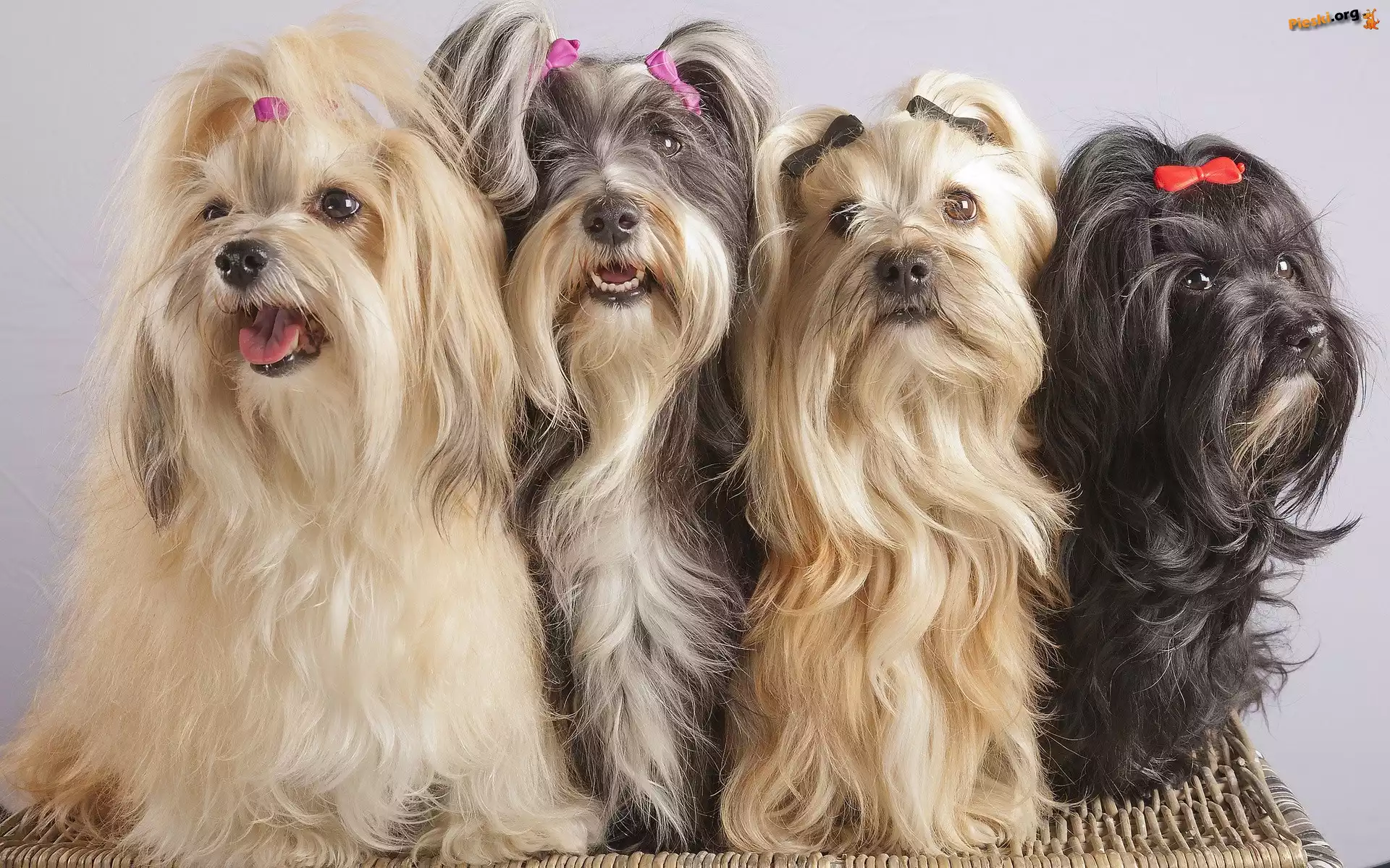 Shih, Cztery, Pieski, Tzu