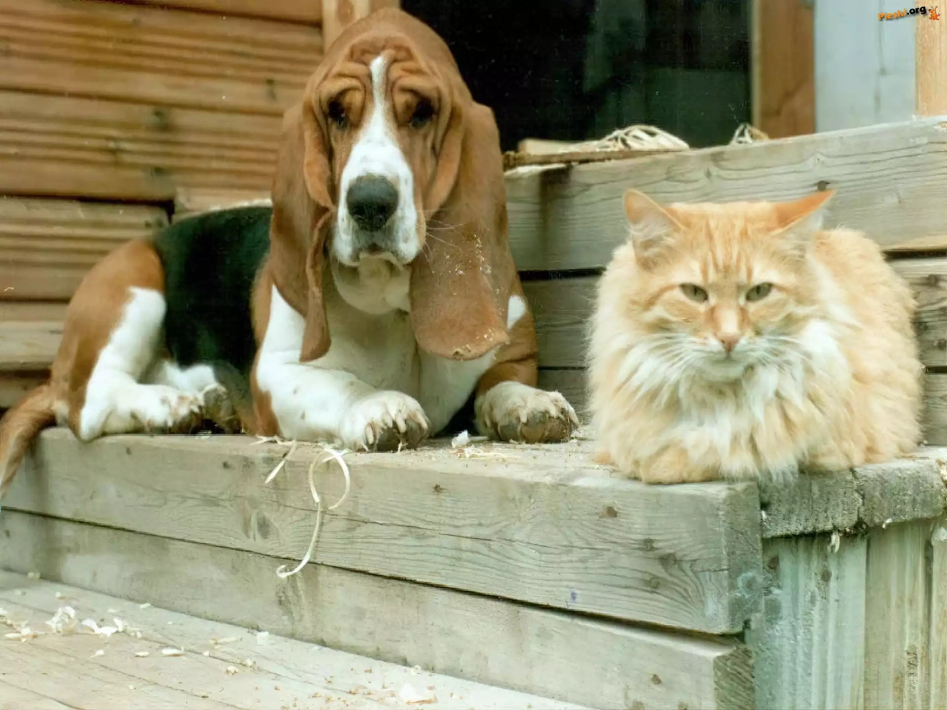 Schody, Basset, Kot, Pies