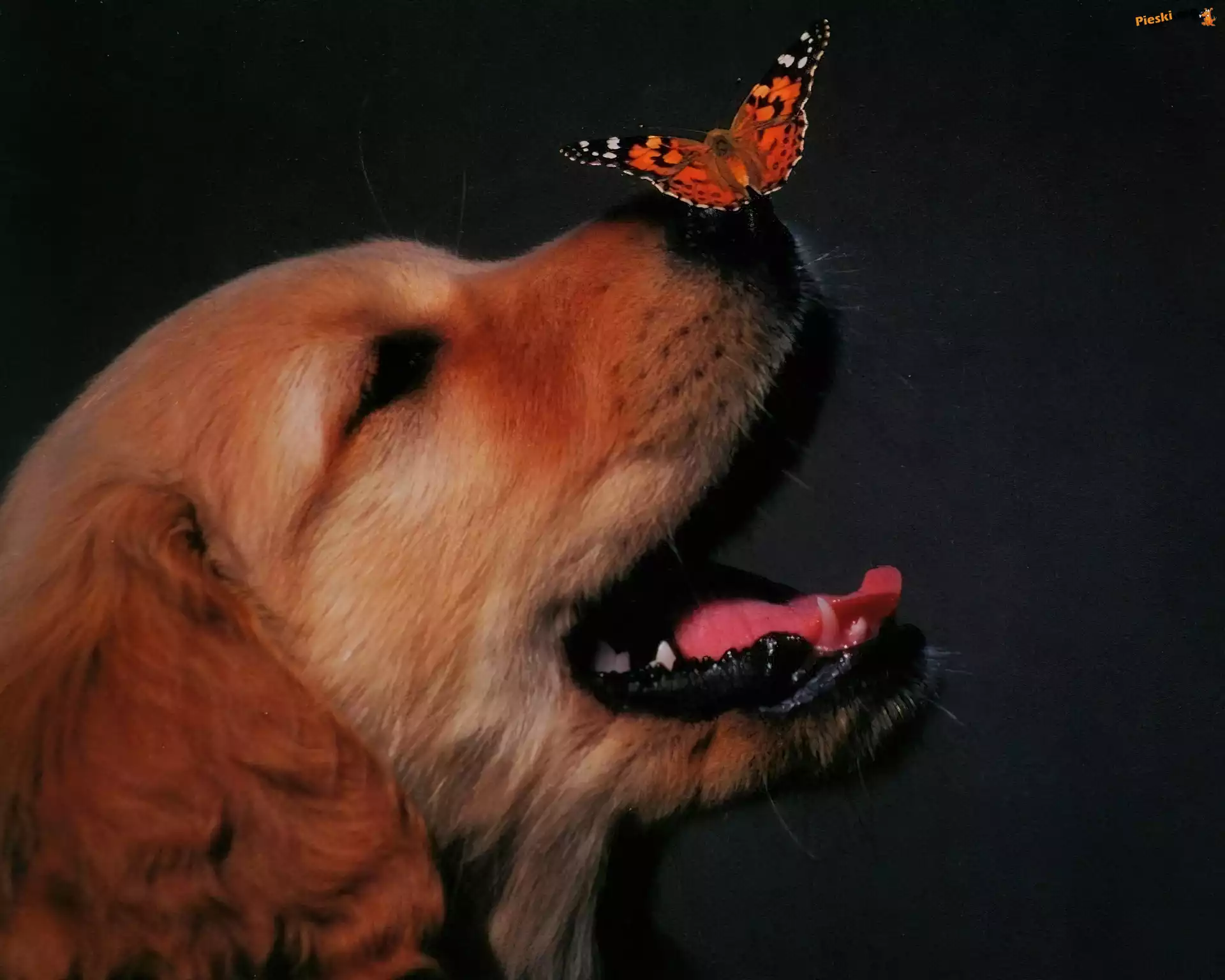 Nos, Motyl, Pies