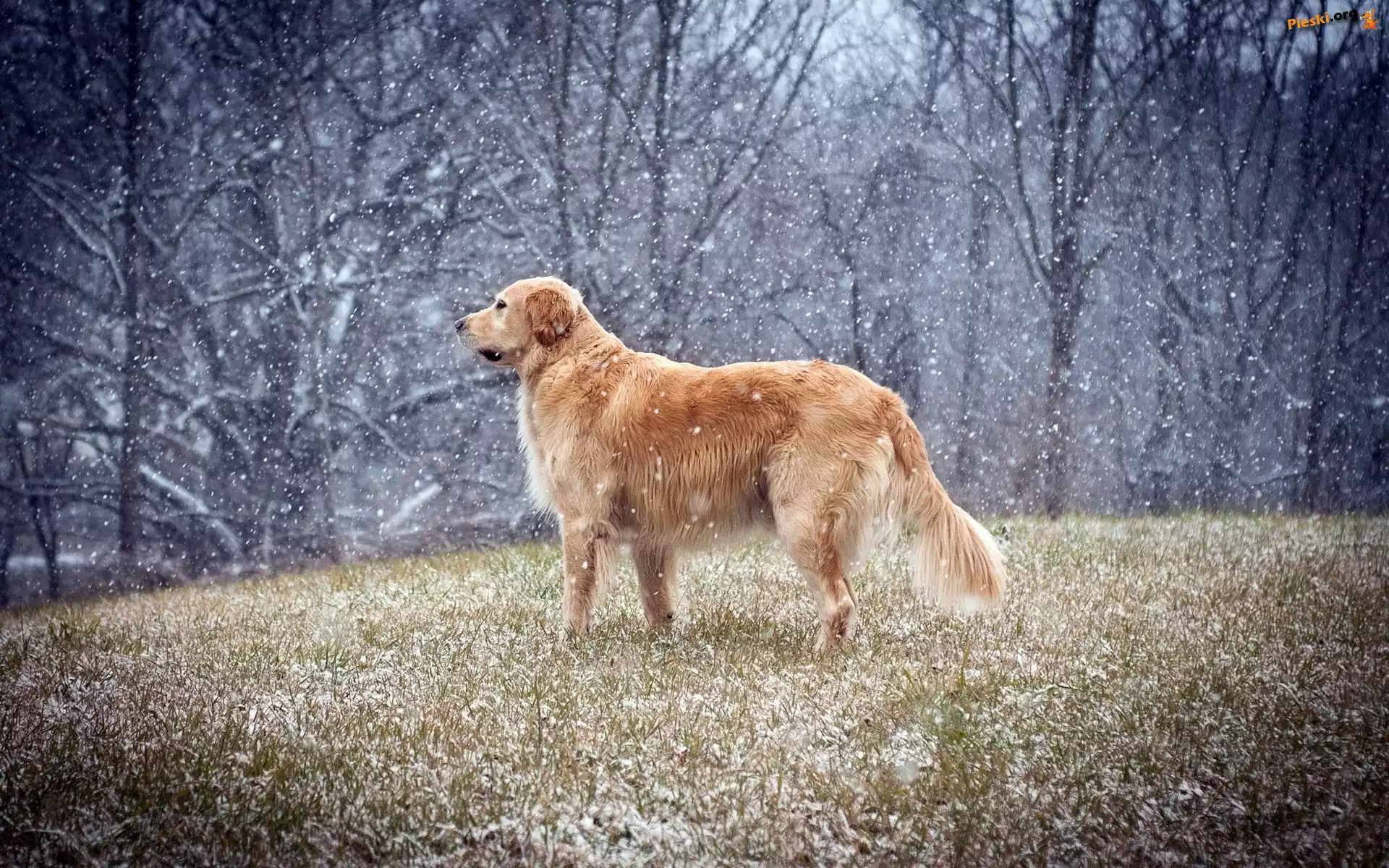 Początek, Zimy, Golden retriever