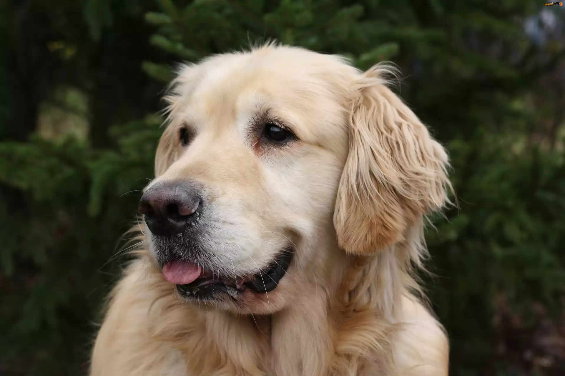Pies, Golden, Retriever
