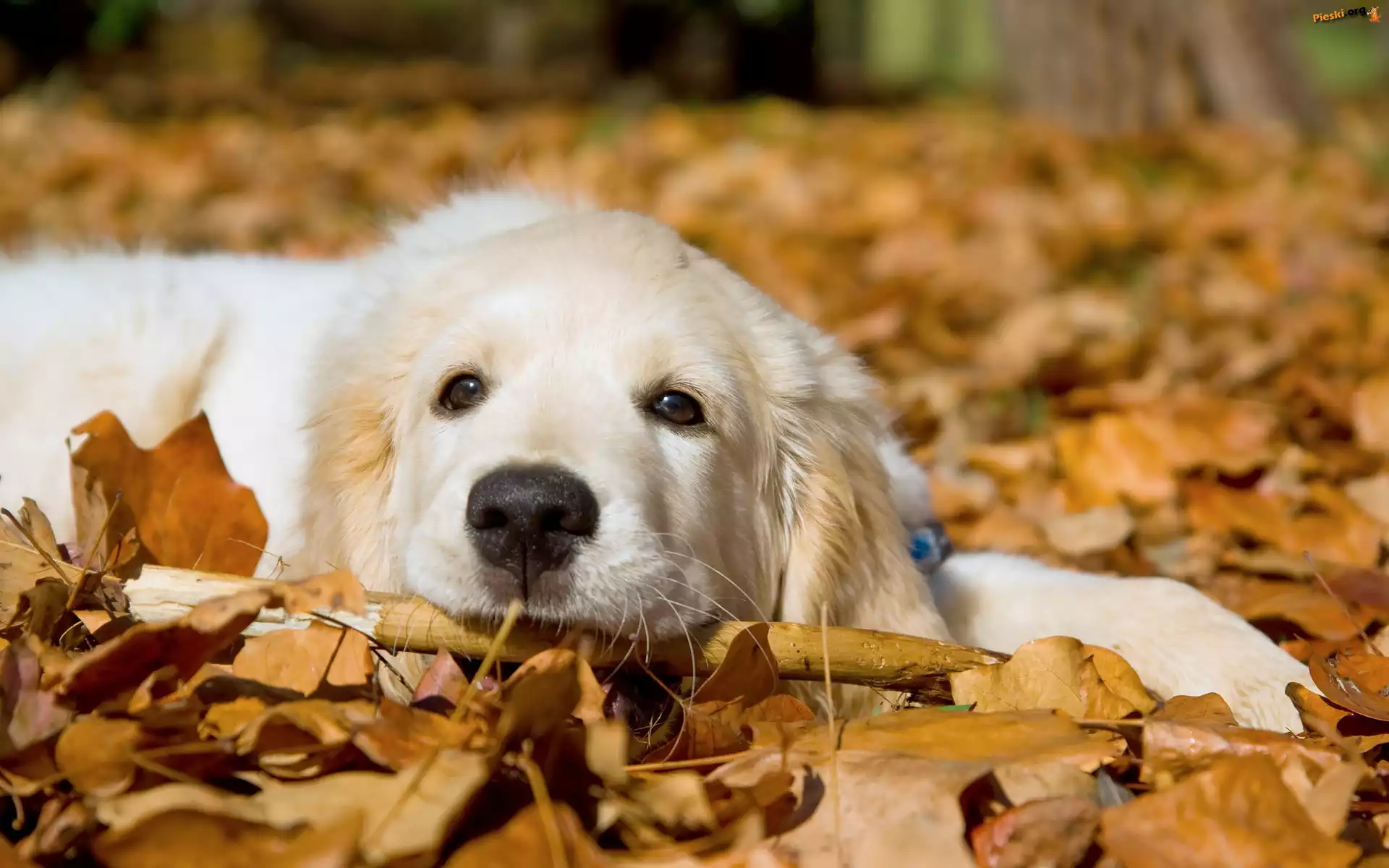 Liście, Pies, Golden Retriever, Jesień