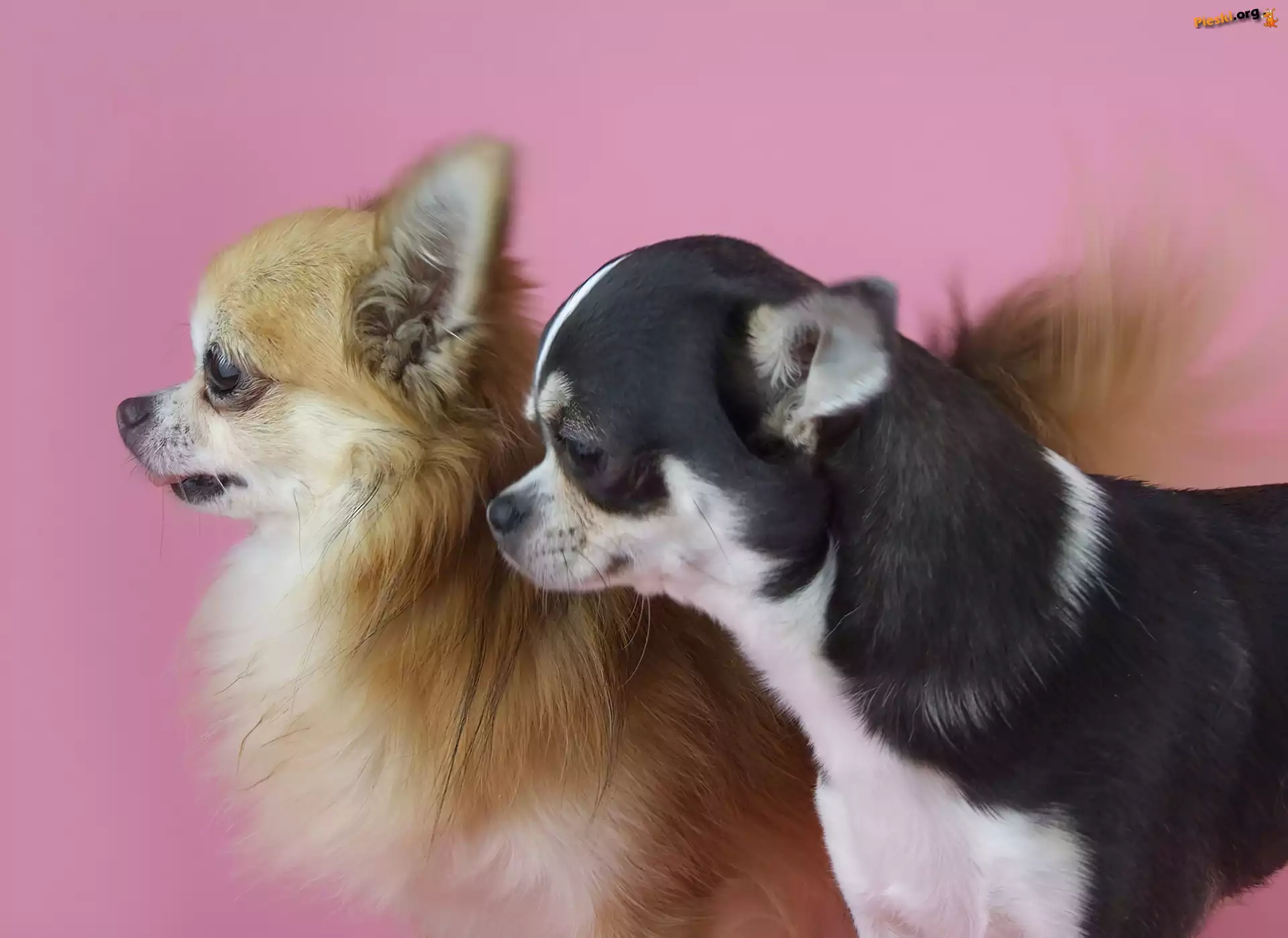 Chihuahua, Pieski, Dwa