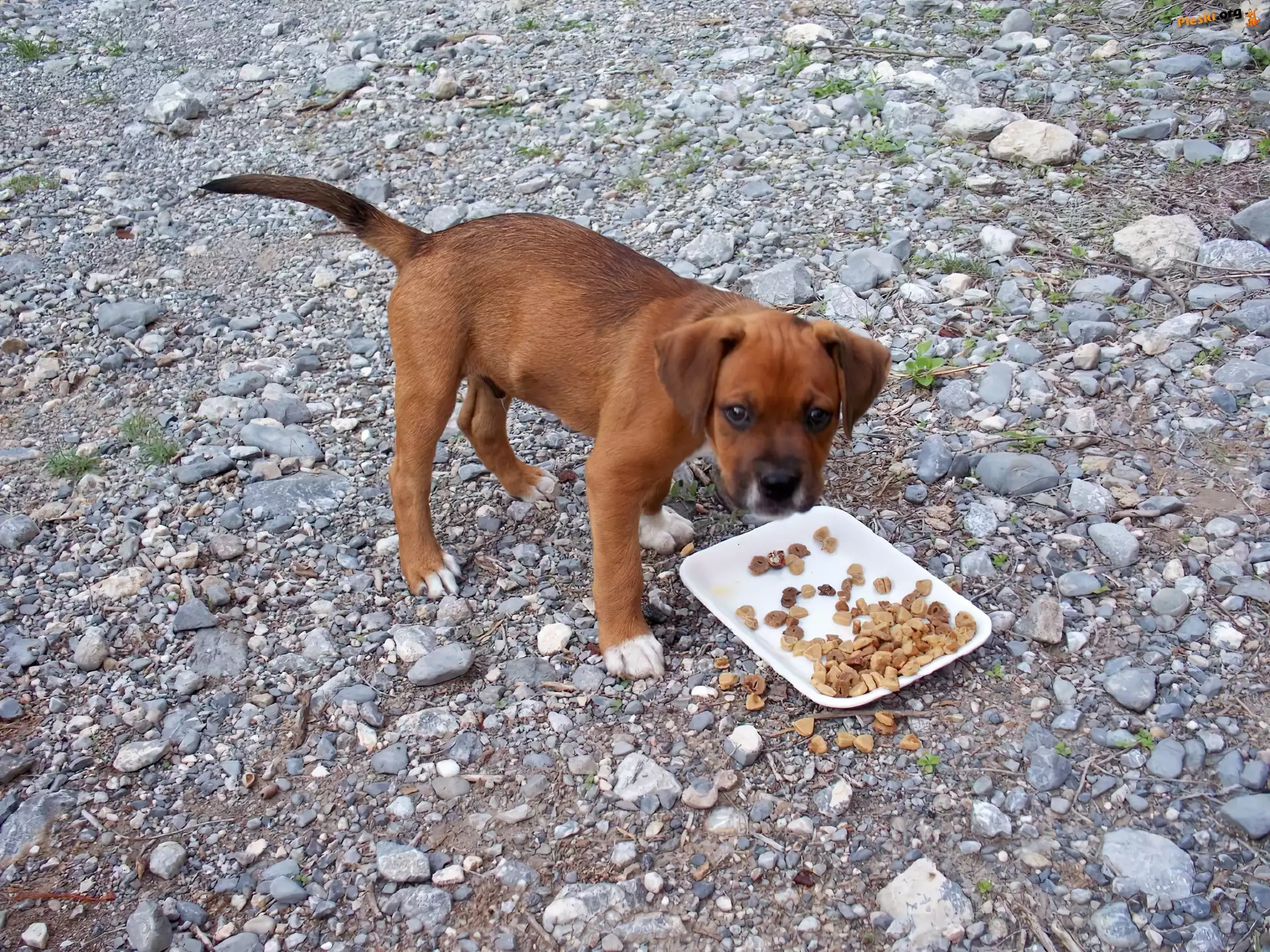 Kamyki, Karma, Szczeniak