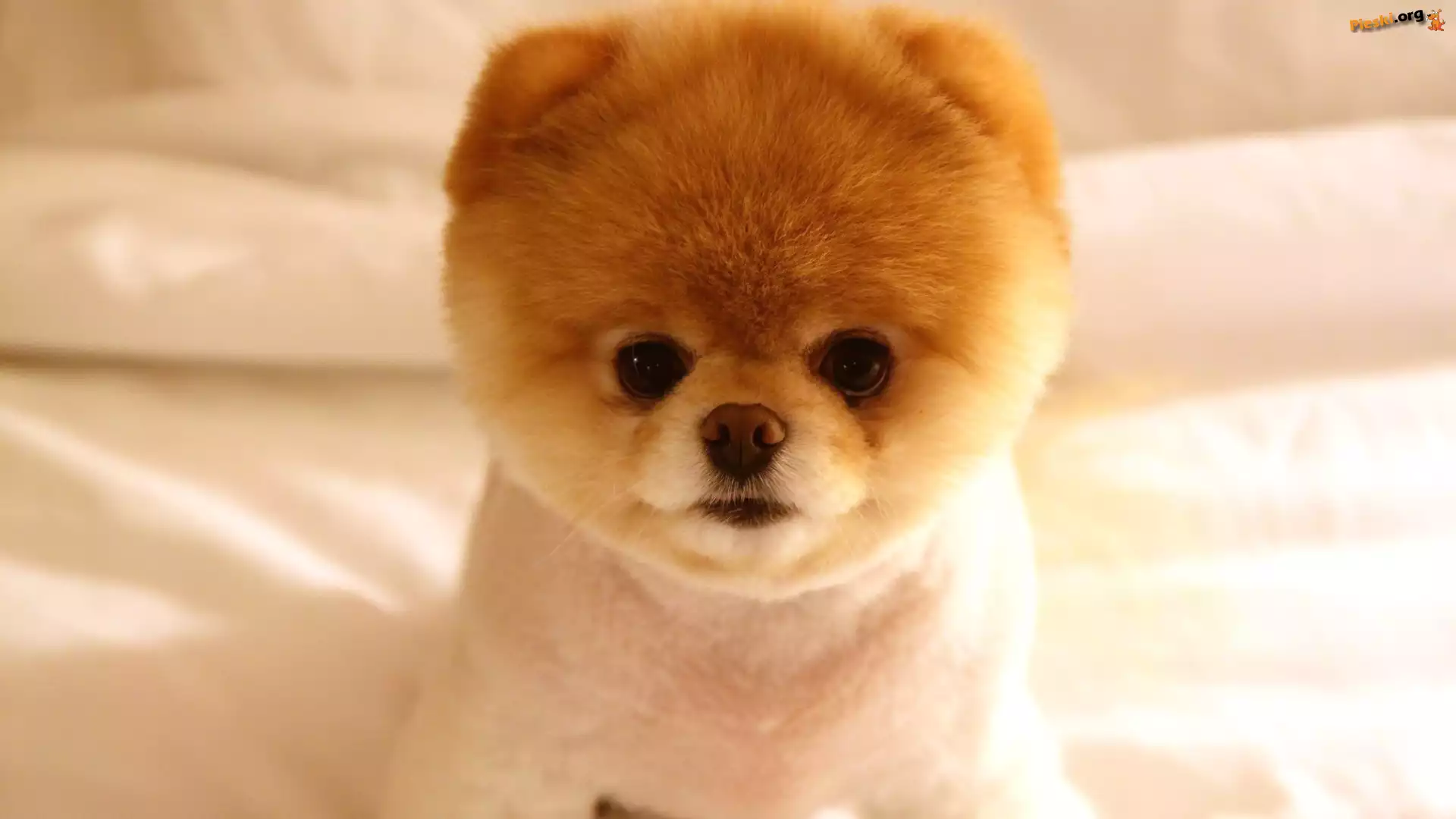 Szpic miniaturowy, Mały, Piesek, Pomeranian