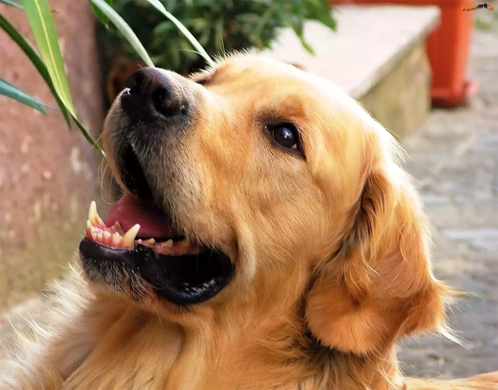 Retriever, Golden, Pies