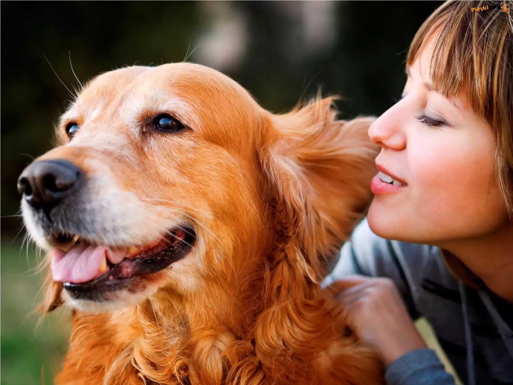 Retriever, Pies, Golden, Dziewczyna