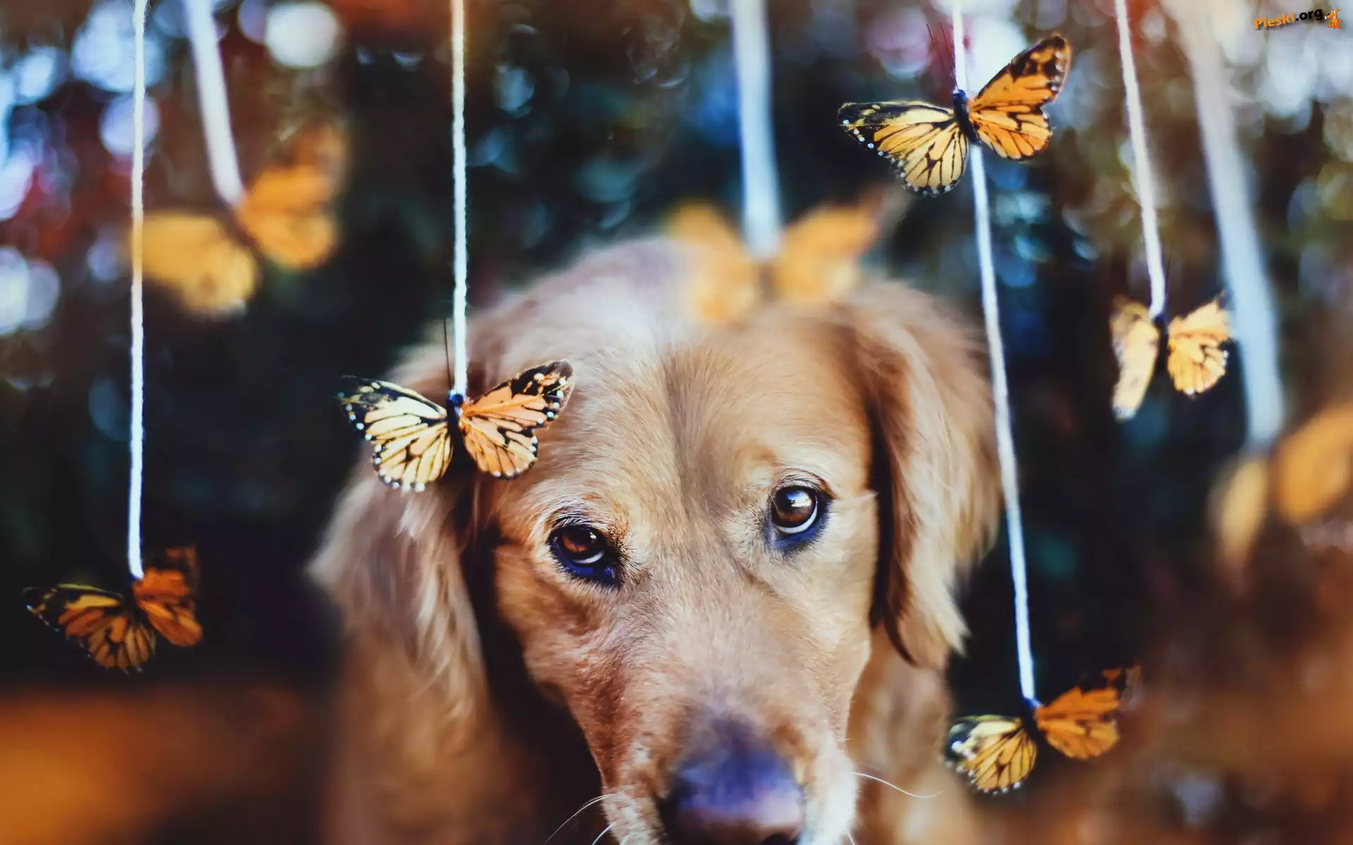 Motyle, Smutny, Pies, Golden Retriever