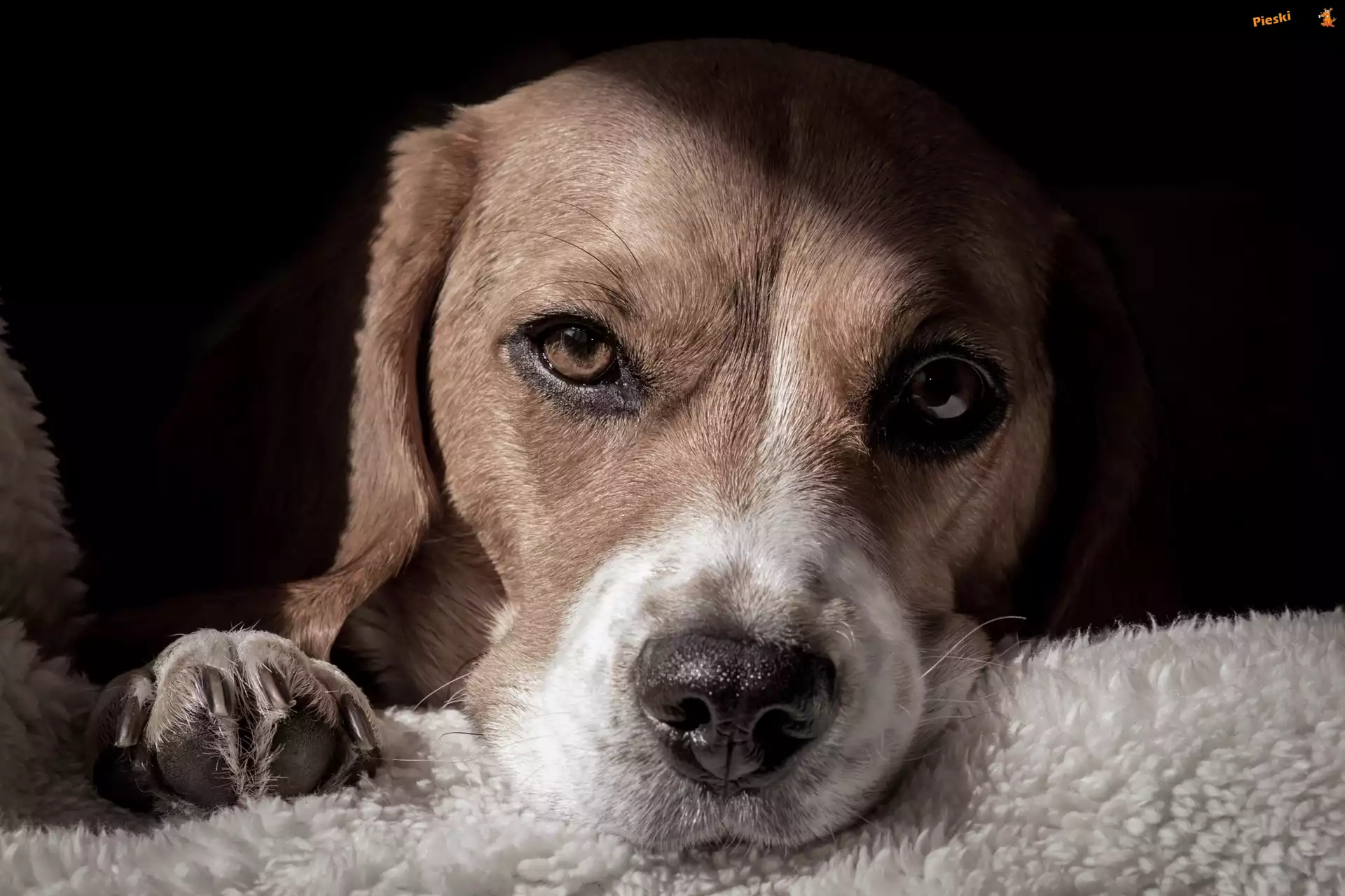 Piesek, Łapka, Beagle